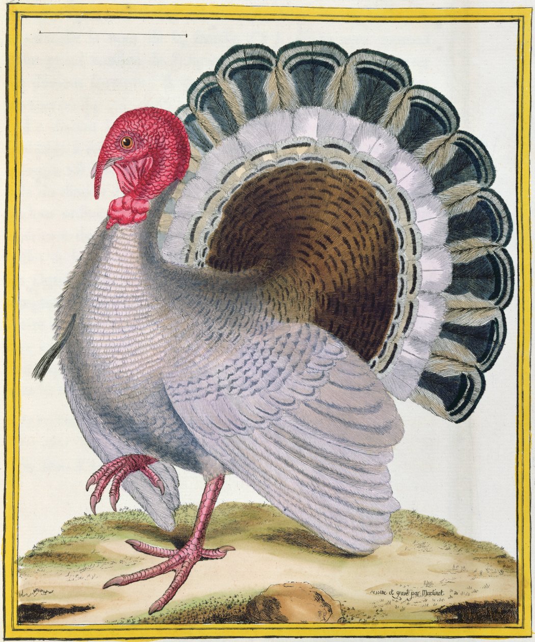 تركيا ، من "Histoire Naturelle des Oiseaux" بقلم جورج دي بوفون (1707-88) نشر 1777 بواسطة فرانسوا نيكولا مارتينيه