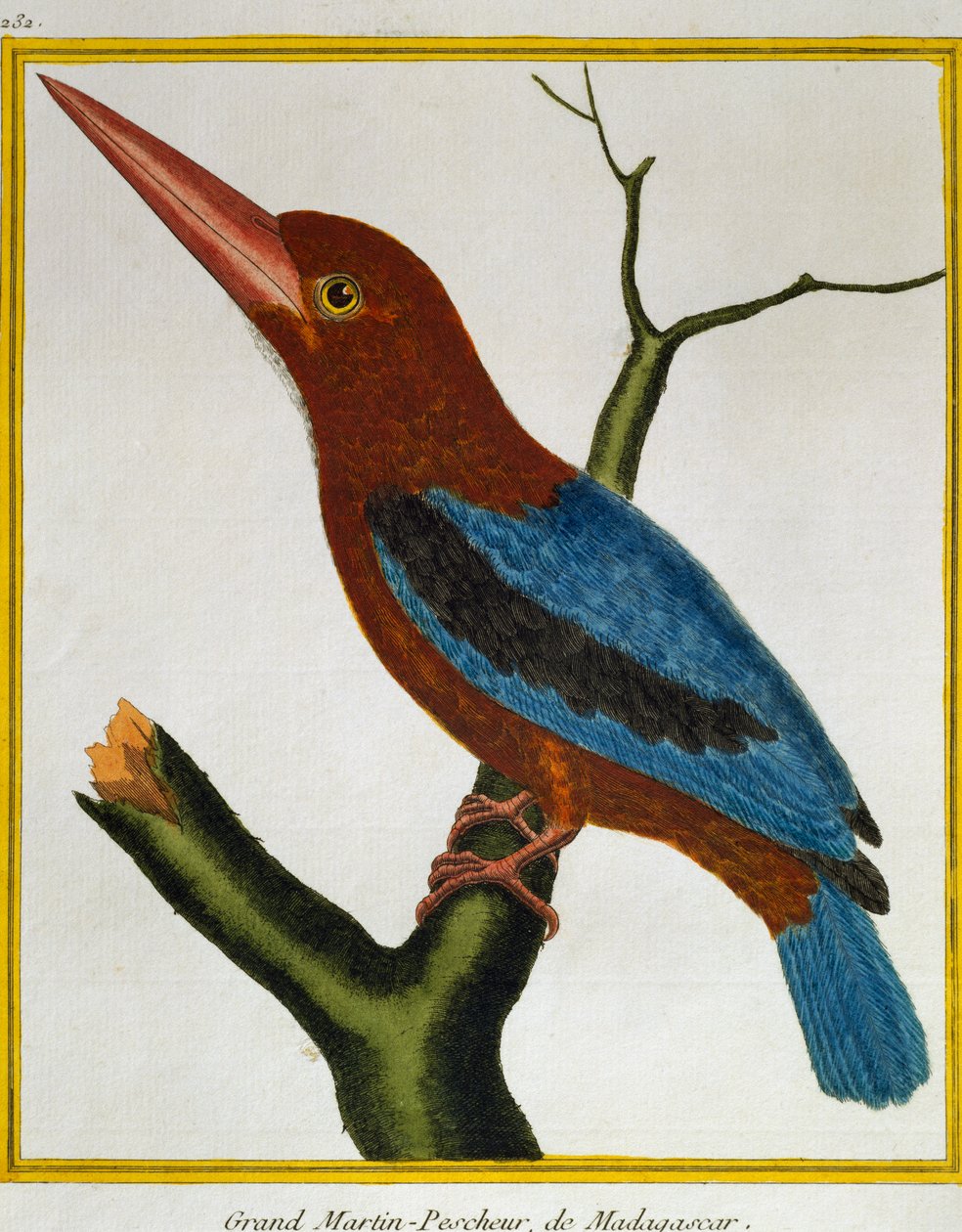 White-throated Kingfisher (Halcyon smyrnensis), from Histoire naturelle des oiseaux بواسطة فرانسوا نيكولا مارتينيه