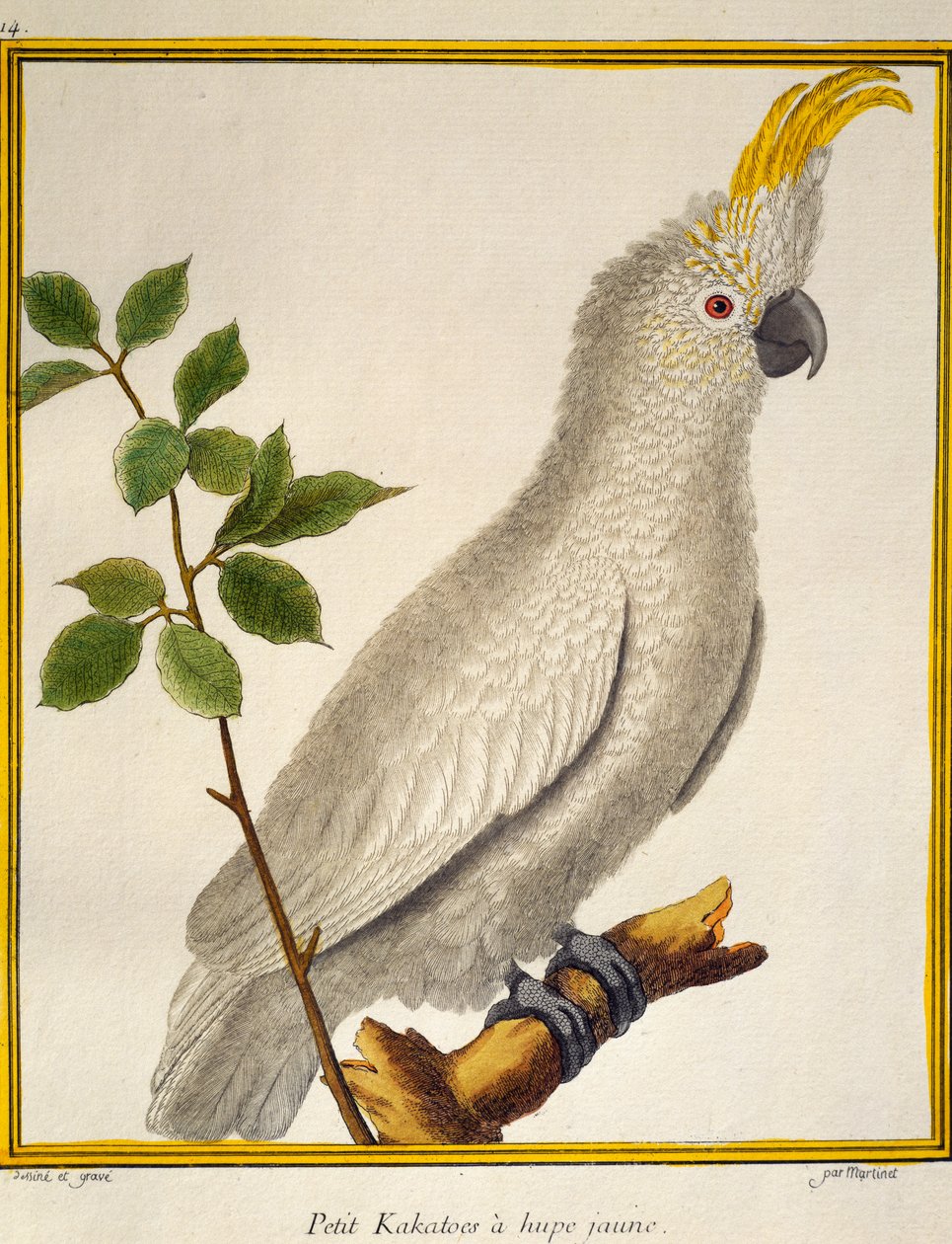 Yellow-crested Cockatoo (Cacatua sulphurea), from Histoire naturelle des oiseaux بواسطة فرانسوا نيكولا مارتينيه