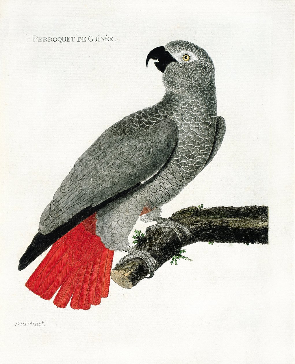 Zoo (علم الطيور): الببغاء Guinee (ببغاء رمادي أو psittacus erythacus) على فرع. رسم إيضاحي في "تاريخ الطيور ، مرسوم في مظاهرها وجوانبها الحساسة" بقلم فرانسوا نيكولا مارتينيت (1731-1800). مجموعة خاصة. بواسطة فرانسوا نيكولا مارتينيه