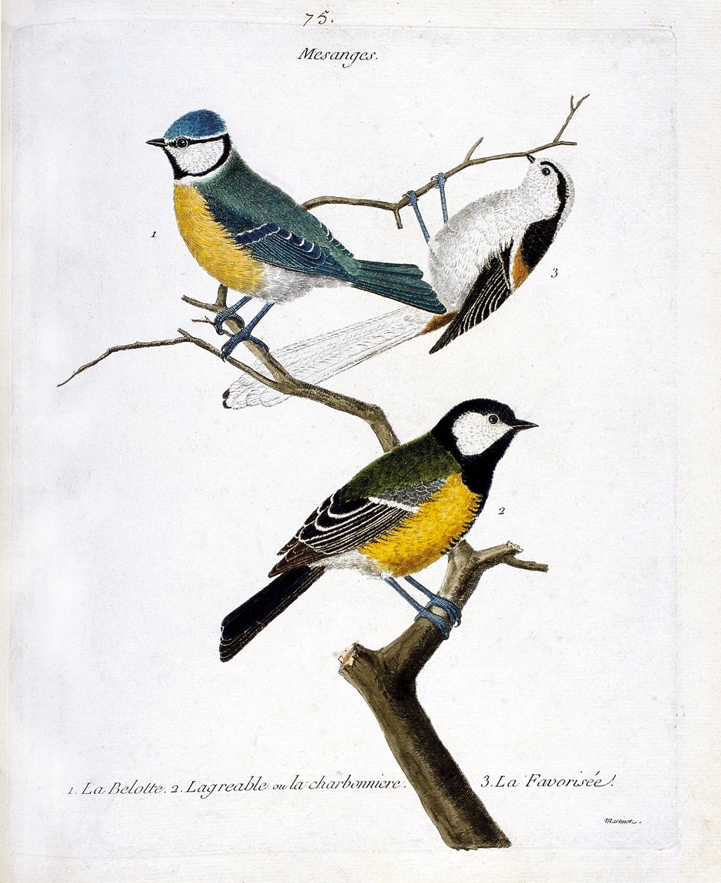 مجلس علم الحيوان (علم الطيور): Mesanges. 1: البلوت (المزيج الأزرق أو الظاهر caeruleus) ، 2. اللطيف أو الكاربونيير (mesange charbonniere أو parus major. 3. المفضل (mesange طويل الذيل أو aegithalos caudatus) على الغصن. رسم توضيحي بواسطة فرانسوا نيكولا مارتينيه