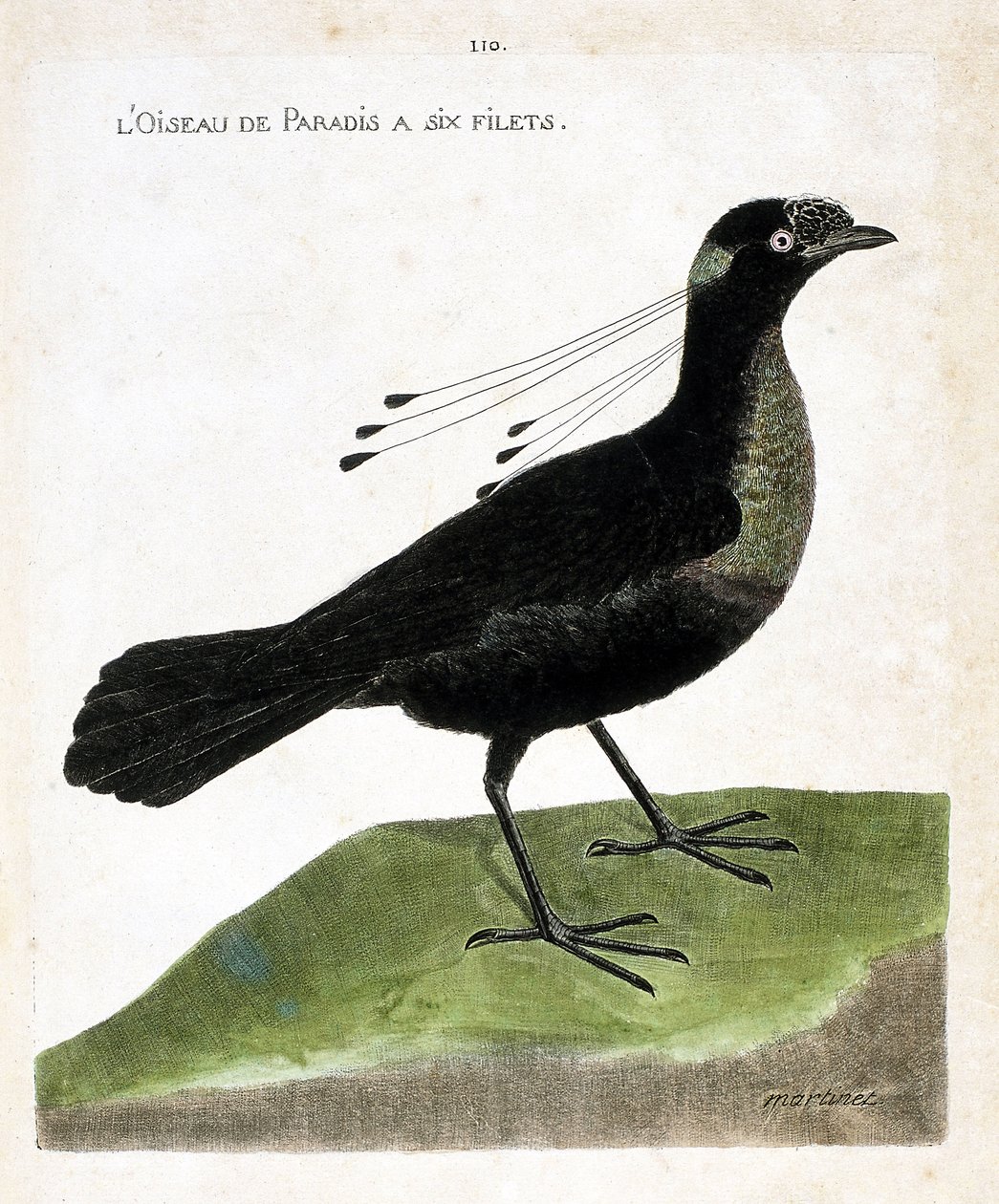 مجلس علم الحيوان (علم الطيور): طائر الجنة له ستة شباك (wahnes paradise أو wahnesi patoria). رسم إيضاحي في "تاريخ الطيور ، مرسوم في مظاهرها وجوانبها الحساسة" بقلم فرانسوا نيكولا مارتينيت (1731-1800). مجموعة خاصة. بواسطة فرانسوا نيكولا مارتينيه