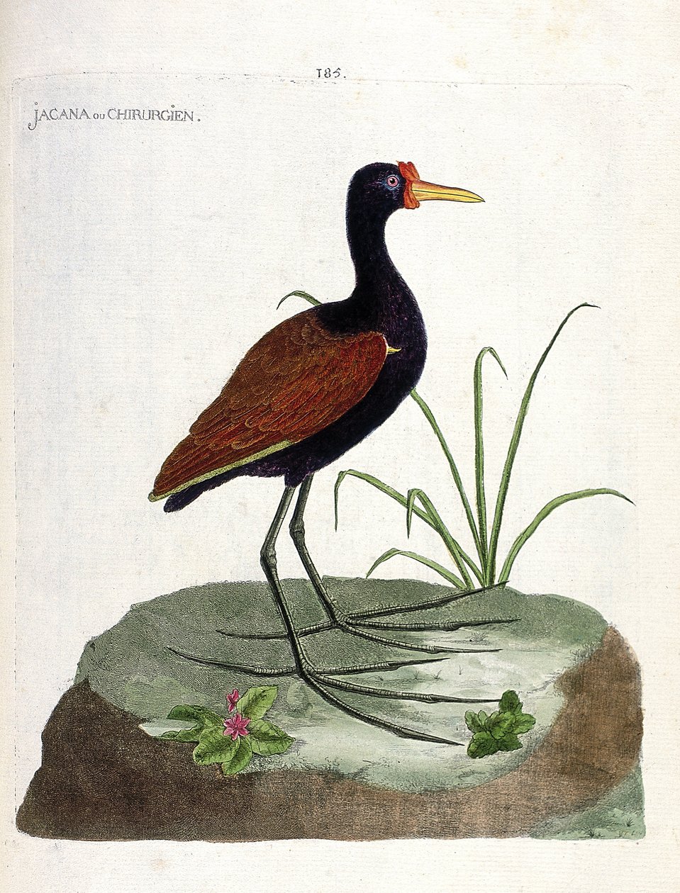مجلس علم الحيوان (علم الطيور): جاكانا أو الجراح (جاكانا نوير أو جاكانا جاكا). رسم إيضاحي في "تاريخ الطيور ، مرسوم في مظاهرها وجوانبها الحساسة" بقلم فرانسوا نيكولا مارتينيت (1731-1800). مجموعة خاصة. بواسطة فرانسوا نيكولا مارتينيه