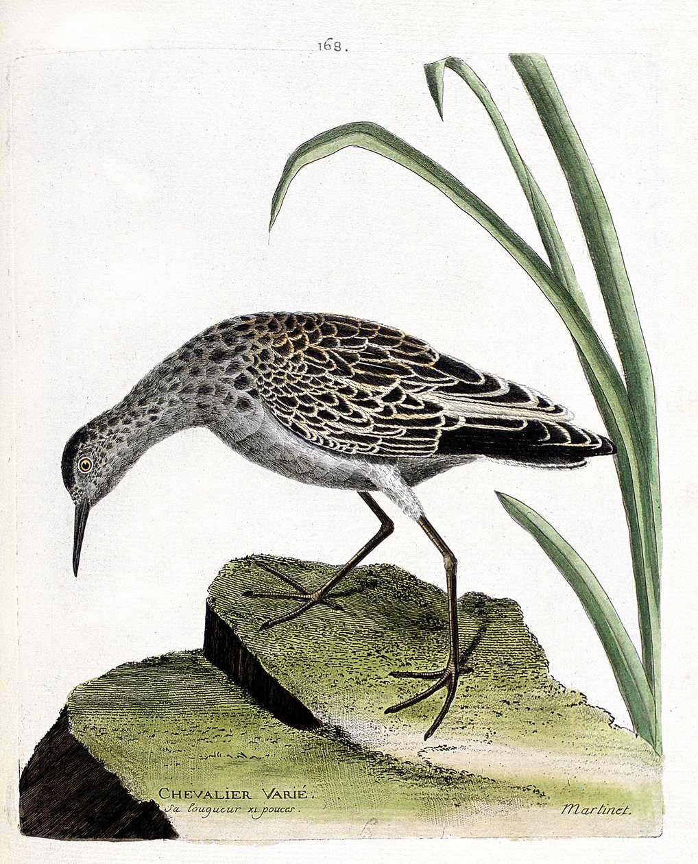 مجلس علم الحيوان (علم الطيور): يختلف الفارس (يختلف المقاتل أو الفيلوماكس بوغناكس). رسم إيضاحي في "تاريخ الطيور ، مرسوم في مظاهرها وجوانبها الحساسة" بقلم فرانسوا نيكولا مارتينيت (1731-1800). مجموعة خاصة. بواسطة فرانسوا نيكولا مارتينيه