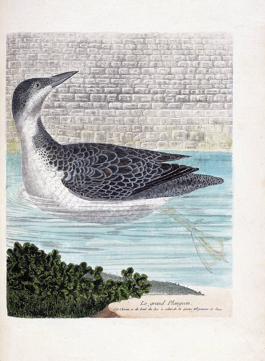 مجلس علم الحيوان (علم الطيور): الغوص الكبير (إمبرين غمس أو غافيا إمر). رسم إيضاحي في "تاريخ الطيور ، مرسوم في مظاهرها وجوانبها الحساسة" بقلم فرانسوا نيكولا مارتينيت (1731-1800). مجموعة خاصة. بواسطة فرانسوا نيكولا مارتينيه