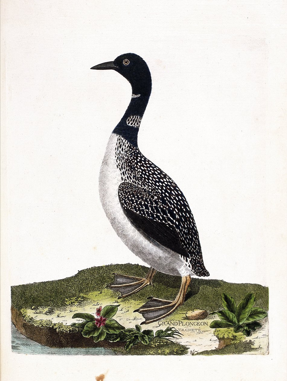 مجلس علم الحيوان (علم الطيور): بقعة الغوص الكبيرة (غوص إيمستراند أو غافيا إمر). رسم إيضاحي في "تاريخ الطيور ، مرسوم في مظاهرها وجوانبها الحساسة" بقلم فرانسوا نيكولا مارتينيت (1731-1800). مجموعة خاصة. بواسطة فرانسوا نيكولا مارتينيه