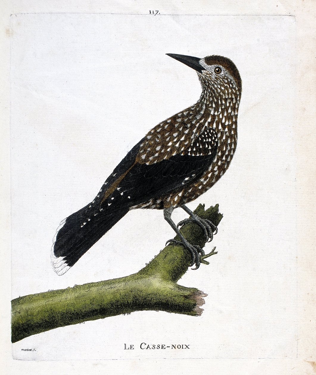 مجلس علم الحيوان (علم الطيور): كسارة البندق (ذبابة الجوز أو nucifraga caryocatacts) على فرع. رسم إيضاحي في "تاريخ الطيور ، مرسوم في مظاهرها وجوانبها الحساسة" بقلم فرانسوا نيكولا مارتينيت (1731-1800). مجموعة خاصة. بواسطة فرانسوا نيكولا مارتينيه