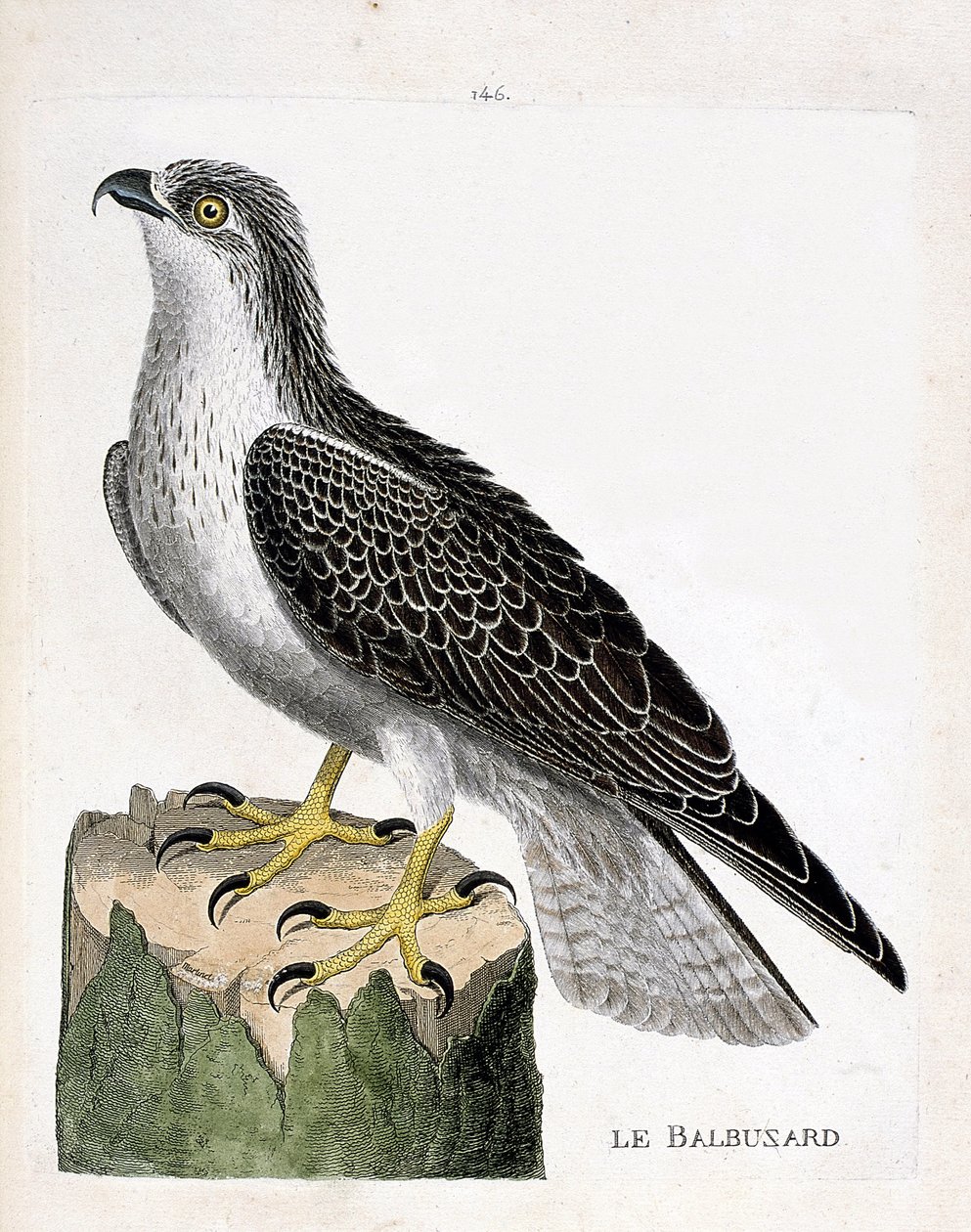 مجلس علم الحيوان (علم الطيور): أوسبري (أوسبري أو بانديون هاليتوس). رسم إيضاحي في "تاريخ الطيور ، مرسوم في مظاهرها وجوانبها الحساسة" بقلم فرانسوا نيكولا مارتينيت (1731-1800). مجموعة خاصة. بواسطة فرانسوا نيكولا مارتينيه