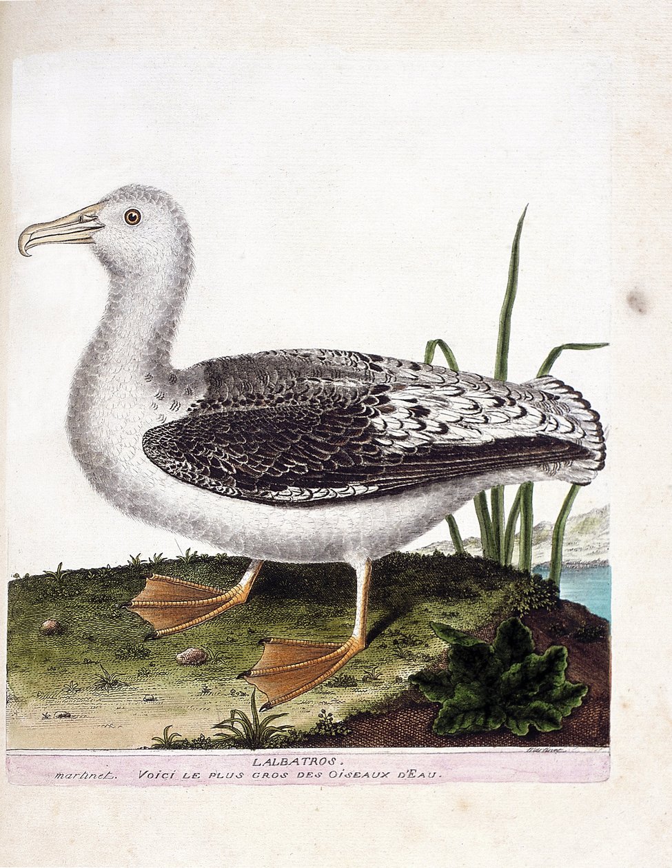مخطط علم الحيوان (علم الطيور): الباتروس (howler albatros أو diomedea exulans). رسم إيضاحي في "تاريخ الطيور ، مرسوم في مظاهرها وجوانبها الحساسة" بقلم فرانسوا نيكولا مارتينيت (1731-1800). مجموعة خاصة. بواسطة فرانسوا نيكولا مارتينيه