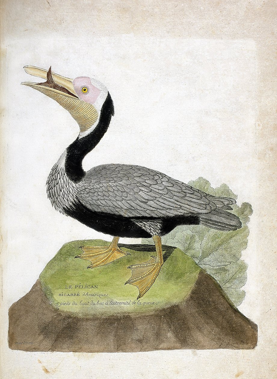 مخطط علم الحيوان (علم الطيور): البجع الأمريكي الكبير (البجع البني أو pelecanus occidentalis). رسم إيضاحي في "تاريخ الطيور ، مرسوم في مظاهرها وجوانبها الحساسة" بقلم فرانسوا نيكولا مارتينيت (1731-1800). مجموعة خاصة. بواسطة فرانسوا نيكولا مارتينيه