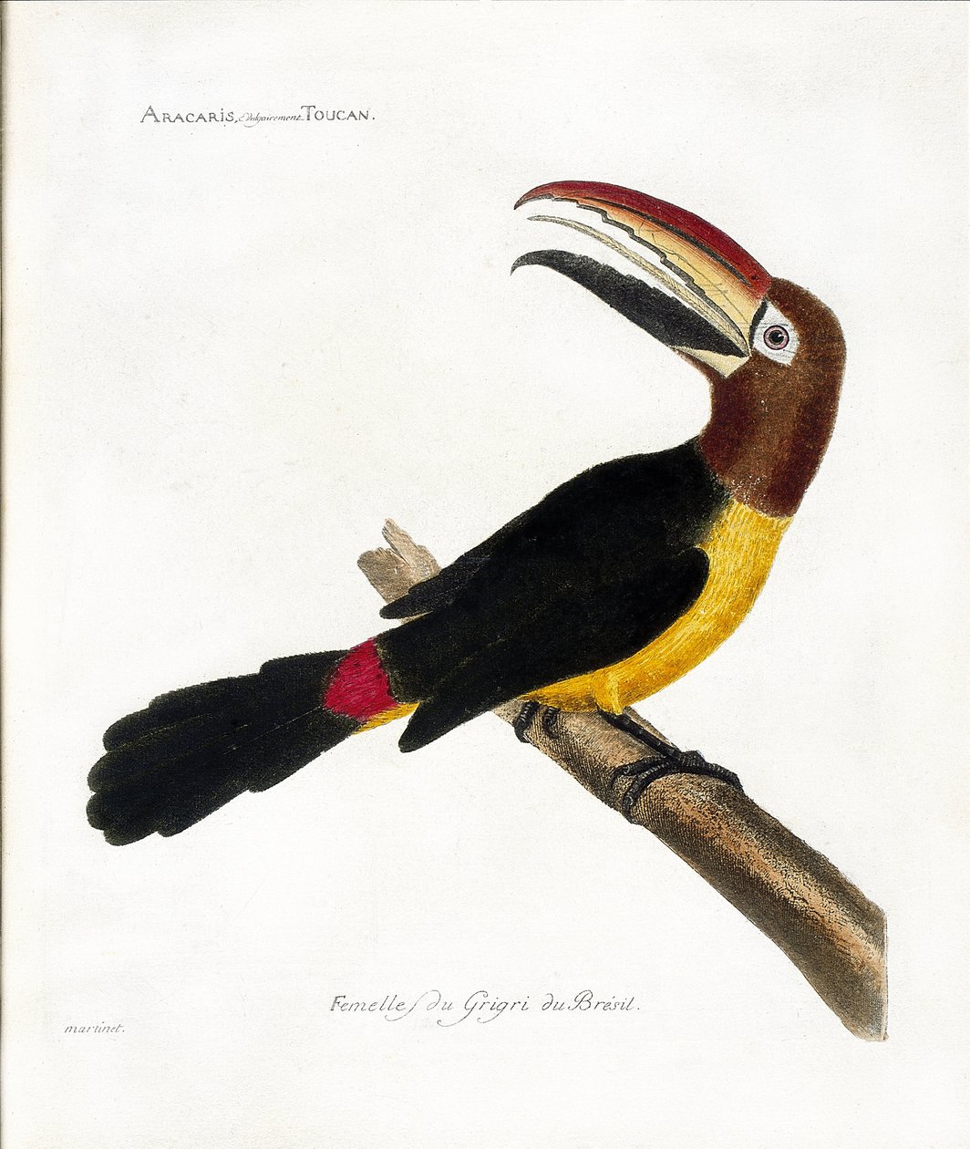 مخطط علم الحيوان (علم الطيور): Aracaris ، الطوقان الشائع (aracari الأخضر أو pteroglossus viridis) بواسطة فرانسوا نيكولا مارتينيه