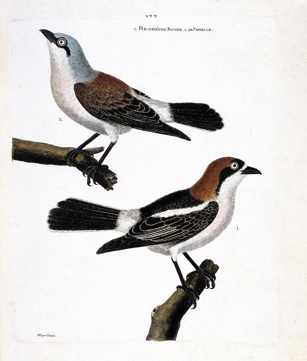 مخطط علم الحيوان (علم الطيور): الجزء السفلي: رأس أحمر الرأس (lanius senator) وأنثى (grieche ecorcheur أو lanius collurio) على الفرع العلوي بواسطة فرانسوا نيكولا مارتينيه