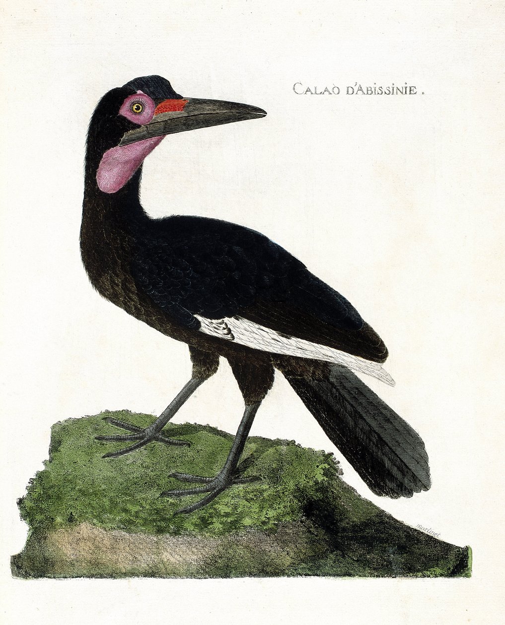 مخطط علم الحيوان (علم الطيور): Calao d'Abissinia (Calao d'Abyssinia أو Bucorvus abyssinicus). رسم إيضاحي في "تاريخ الطيور ، مرسوم في مظاهرها وجوانبها الحساسة" بقلم فرانسوا نيكولا مارتينيت (1731-1800). مجموعة خاصة. بواسطة فرانسوا نيكولا مارتينيه