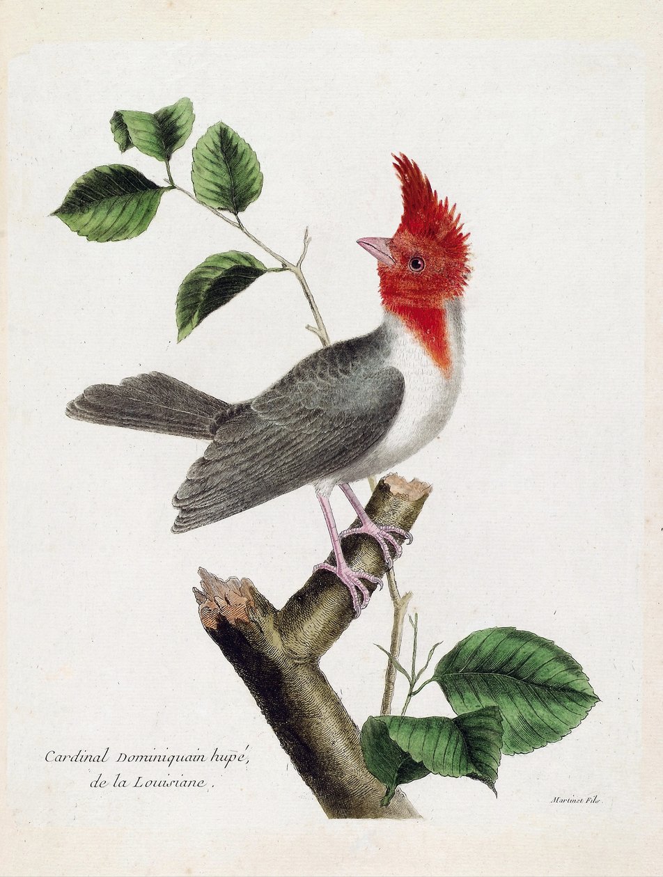 مخطط علم الحيوان (علم الطيور): الدومينيكان الكاردينال هوبي (parare huppe أو paroaria crownata) على فرع. رسم إيضاحي في "تاريخ الطيور ، مرسوم في مظاهرها وجوانبها الحساسة" بقلم فرانسوا نيكولا مارتينيت (1731-1800). المقتنيات الخاصة بواسطة فرانسوا نيكولا مارتينيه