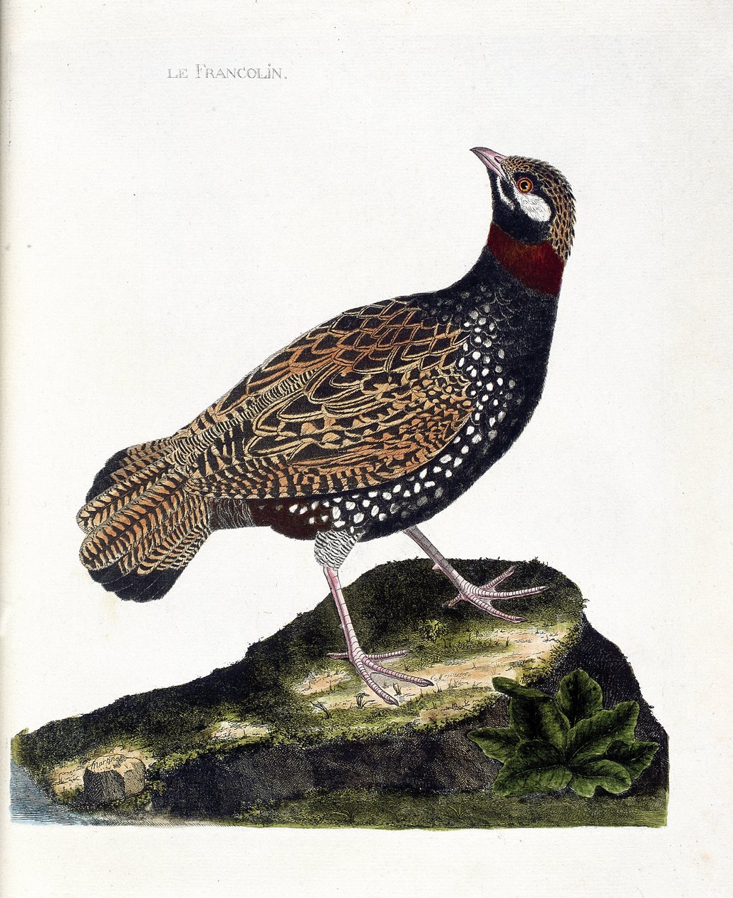 مخطط علم الحيوان (علم الطيور): فرانكولين (francolin noir أو francolinus francolinus). رسم إيضاحي في "تاريخ الطيور ، مرسوم في مظاهرها وجوانبها الحساسة" بقلم فرانسوا نيكولا مارتينيت (1731-1800). مجموعة خاصة. بواسطة فرانسوا نيكولا مارتينيه