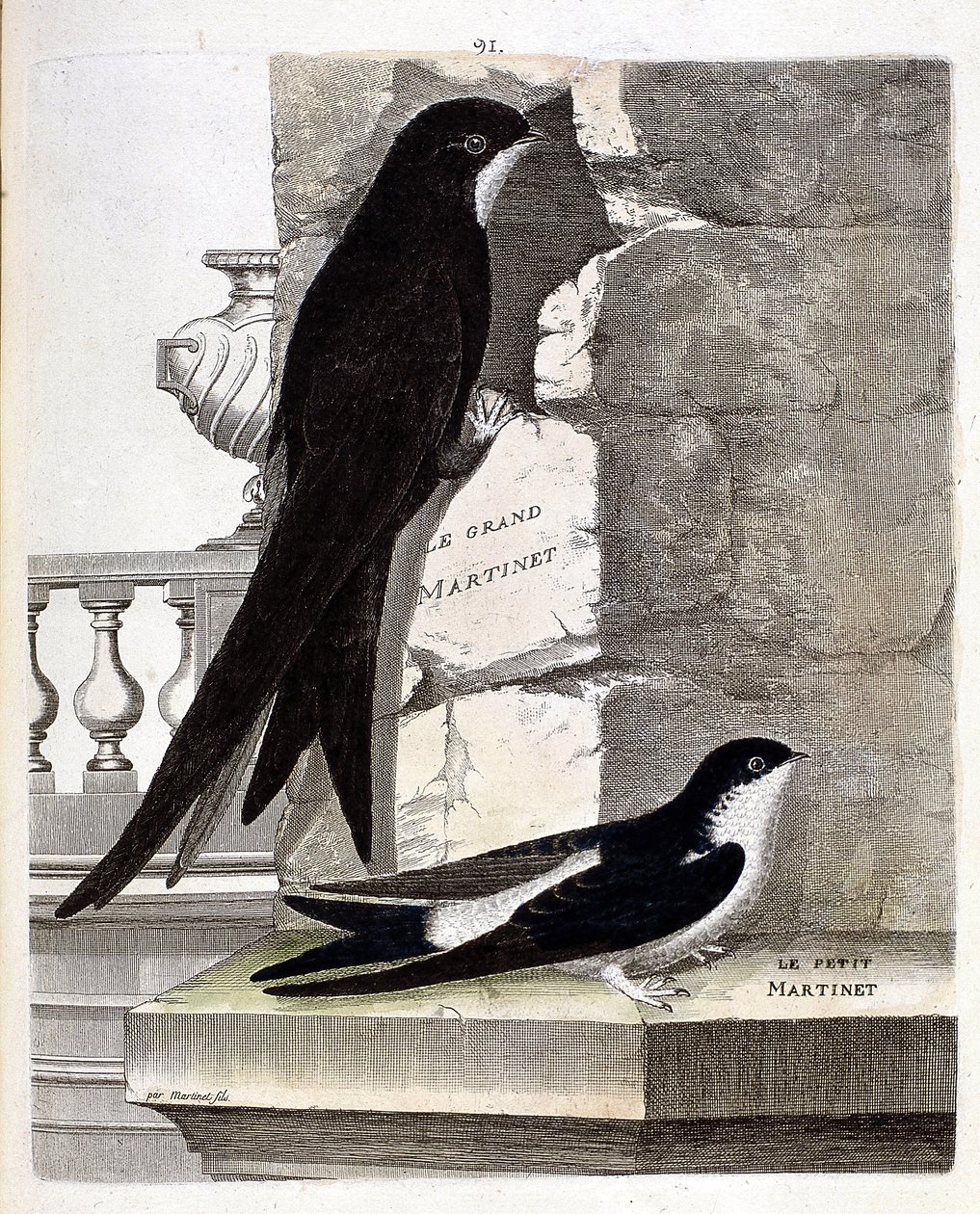 مخطط علم الحيوان (علم الطيور): Great Swift (Black Swift أو apus apus) و Small Swift (Window Swallow أو Urbica Delichon). رسم إيضاحي في "تاريخ الطيور ، مرسومة في مظهرها وجوانبها الحساسة" بقلم فرانسوا نيكولا مارتينيت (1731-1800) بواسطة فرانسوا نيكولا مارتينيه