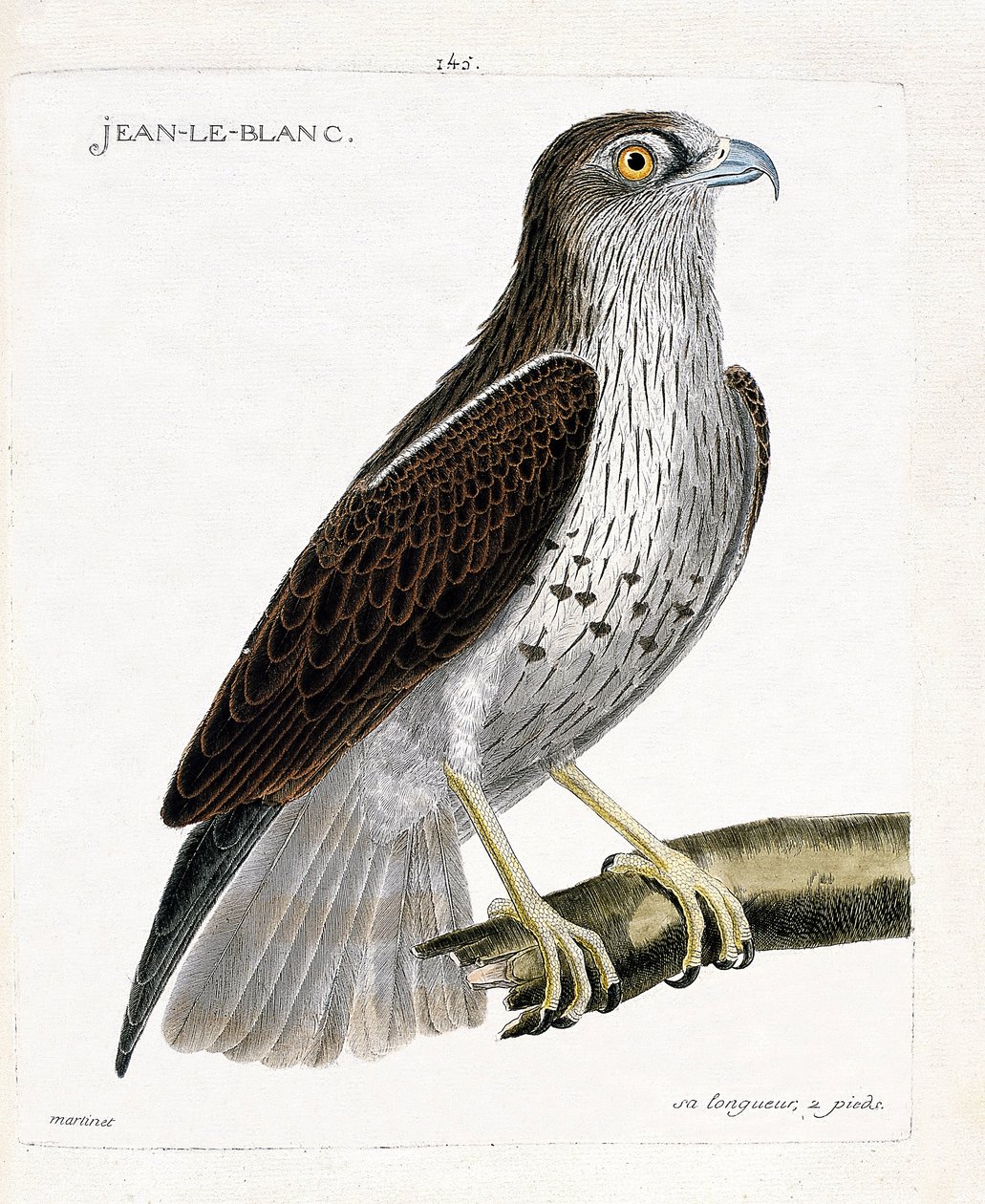 مخطط علم الحيوان (علم الطيور): Jean-le-Blanc أو Jean le Blanc (حوالي Jean Le Blanc أو Circaetus gallicus) على فرع. رسم إيضاحي في "تاريخ الطيور ، مرسومة في مظهرها وجوانبها الحساسة" بقلم فرانسوا نيكولا مارتينيت (1731-1800) بواسطة فرانسوا نيكولا مارتينيه
