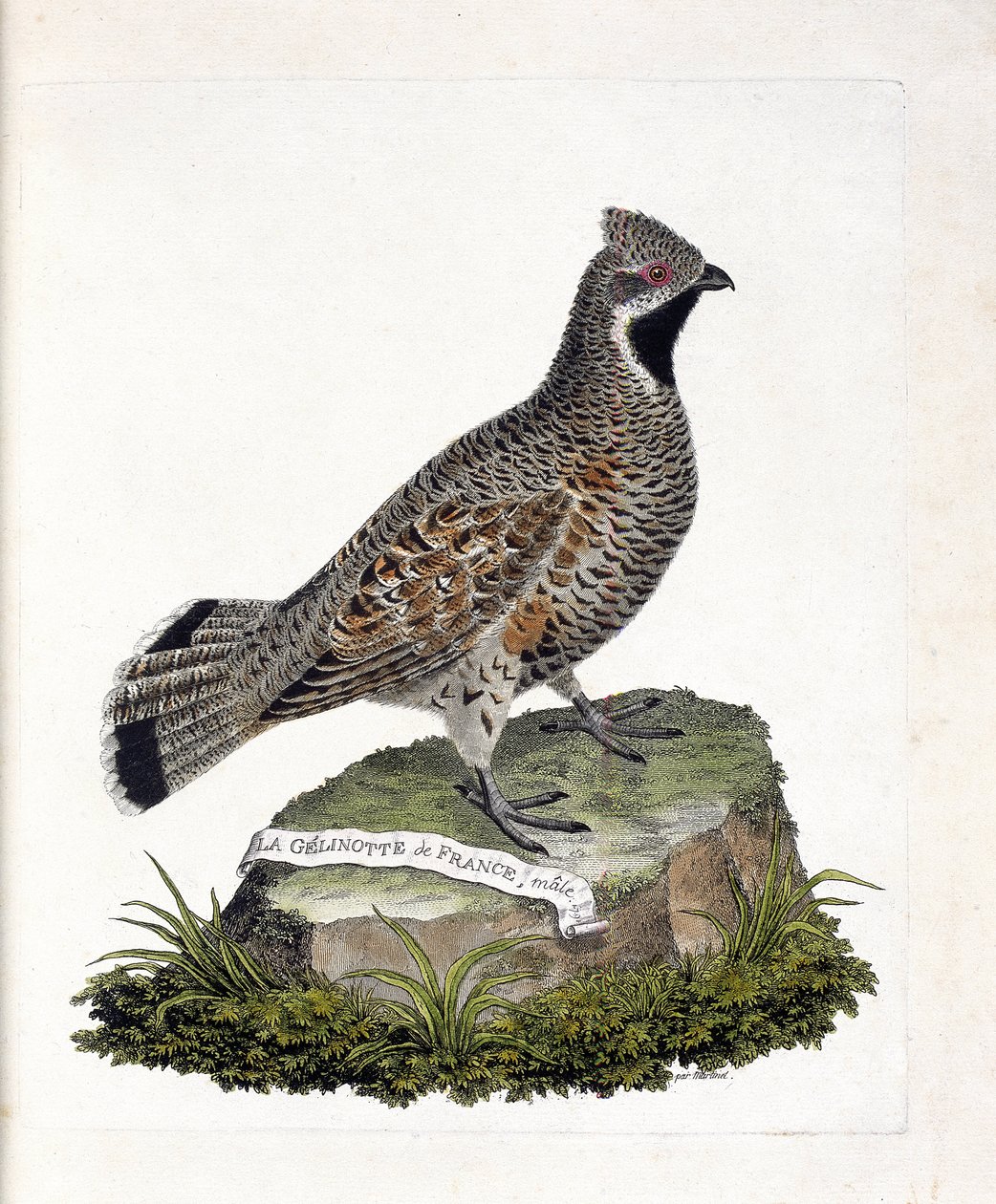 مخطط علم الحيوان (علم الطيور): ذكر La Gelinotte de France (gelinotte des bois أو bonasia bonasia). رسم إيضاحي في "تاريخ الطيور ، مرسوم في مظاهرها وجوانبها الحساسة" بقلم فرانسوا نيكولا مارتينيت (1731-1800). مجموعة خاصة. بواسطة فرانسوا نيكولا مارتينيه