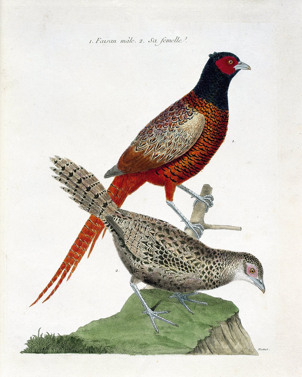 مخطط علم الحيوان (علم الطيور): ذكر الدراج والأنثى (الدراج الكولشيد أو Phasianus colchicus). رسم إيضاحي في "تاريخ الطيور ، مرسوم في مظاهرها وجوانبها الحساسة" بقلم فرانسوا نيكولا مارتينيت (1731-1800). مجموعة خاصة. بواسطة فرانسوا نيكولا مارتينيه