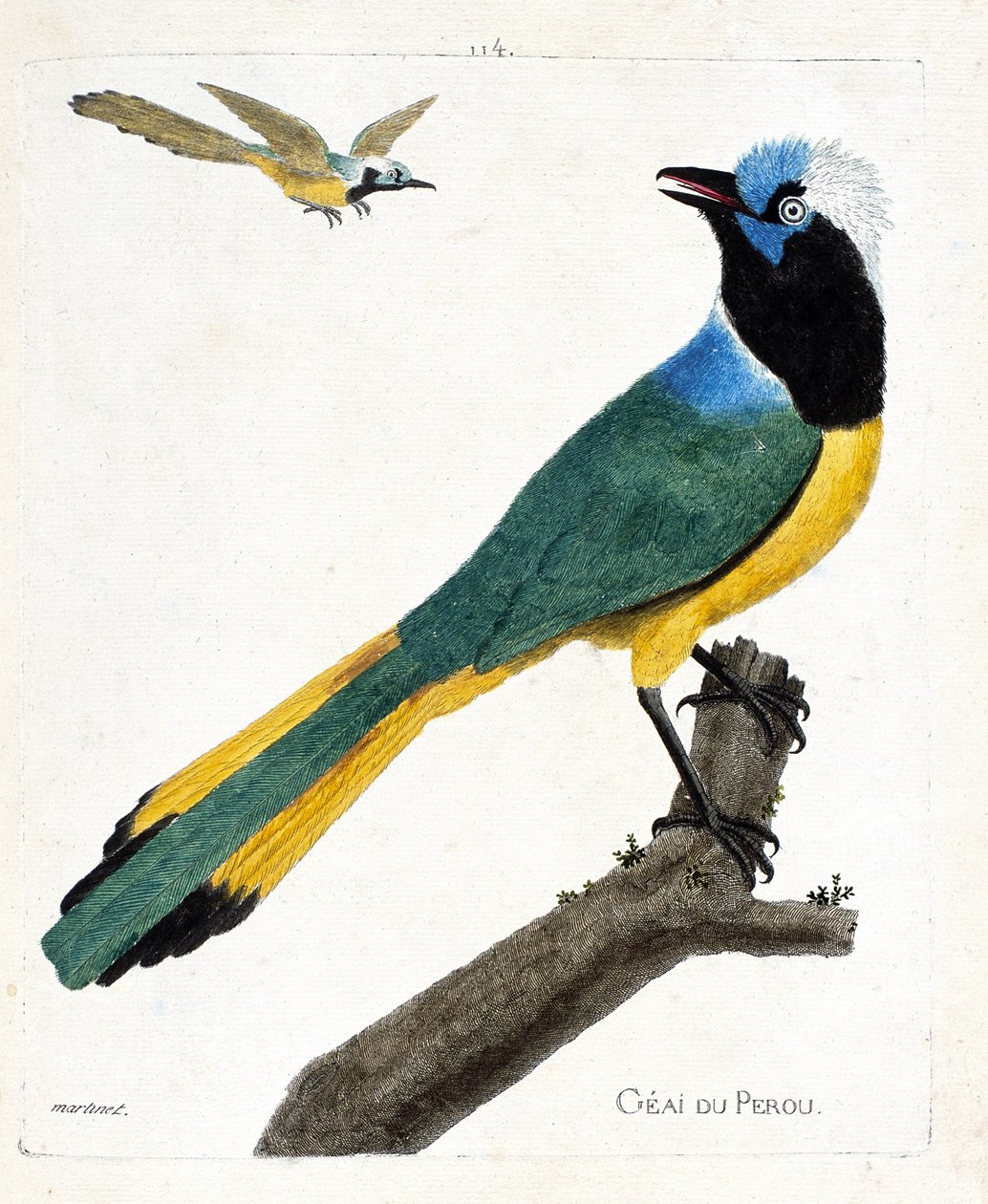 مخطط علم الحيوان (علم الطيور): Perou jay (القيق الأخضر أو cyanocorax yncas) على فرع. رسم إيضاحي في "تاريخ الطيور ، مرسوم في مظاهرها وجوانبها الحساسة" بقلم فرانسوا نيكولا مارتينيت (1731-1800). مجموعة خاصة. بواسطة فرانسوا نيكولا مارتينيه