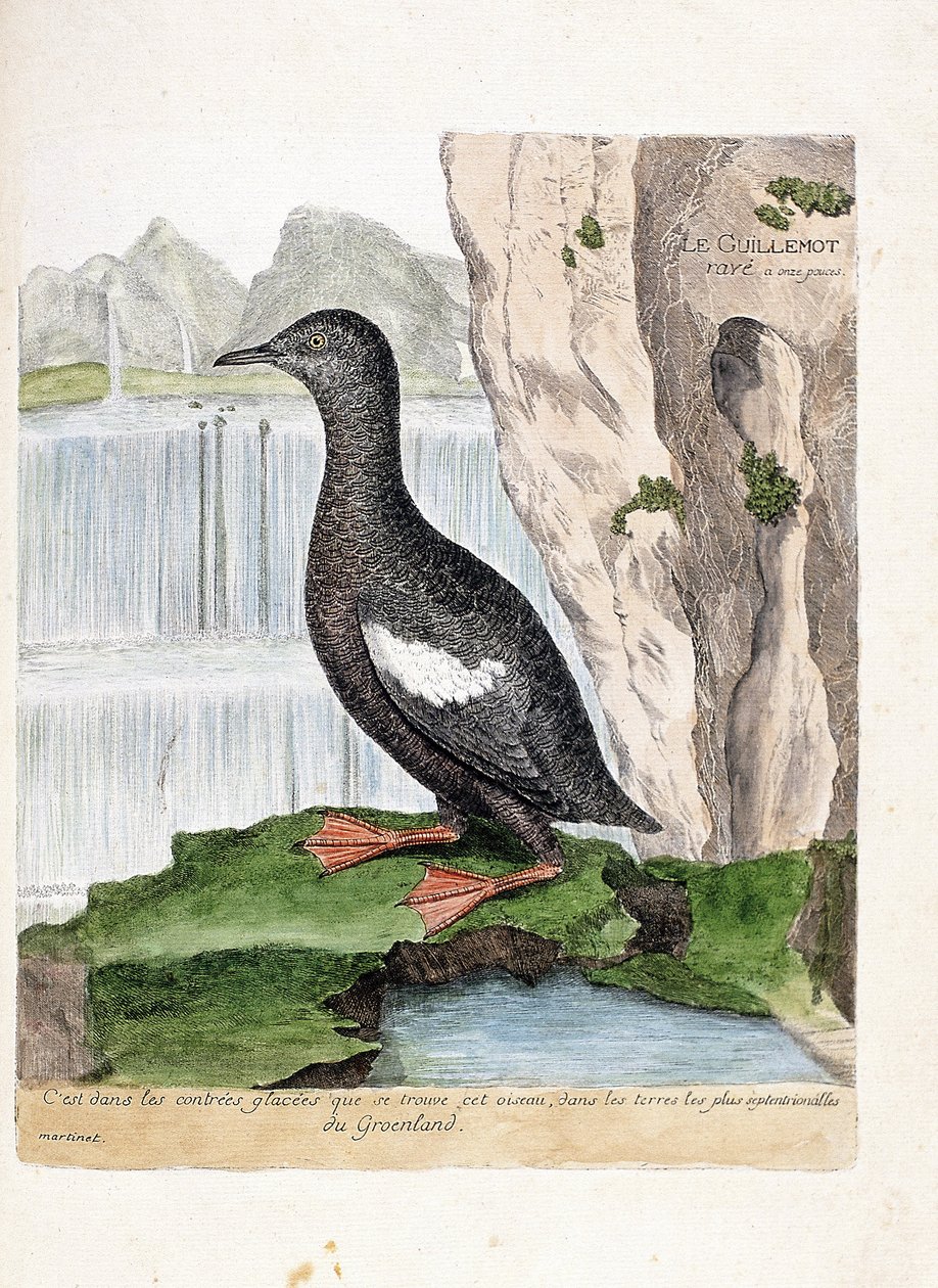 مخطط علم الحيوان (علم الطيور): مخطط Murrelet (Mirrelet أو Cepphus network). رسم إيضاحي في "تاريخ الطيور ، مرسوم في مظاهرها وجوانبها الحساسة" بقلم فرانسوا نيكولا مارتينيت (1731-1800). مجموعة خاصة. بواسطة فرانسوا نيكولا مارتينيه