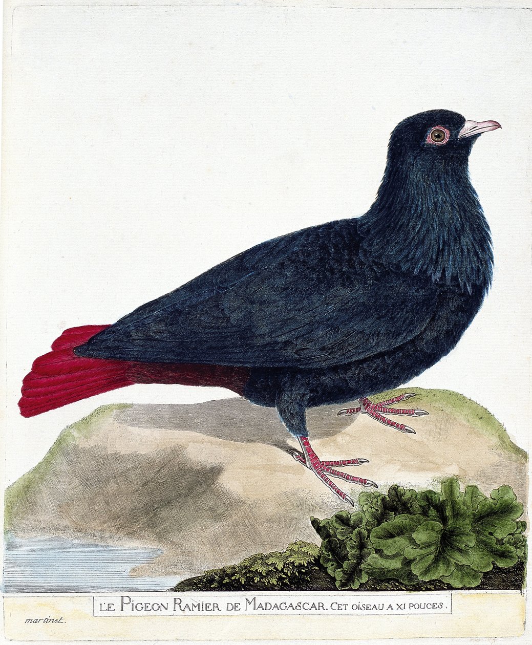مخطط علم الحيوان (علم الطيور): حمامة مدغشقر المتفرعة (Blue Founingo أو alectroenas madagascariensis). رسم إيضاحي في "تاريخ الطيور ، مرسوم في مظاهرها وجوانبها الحساسة" بقلم فرانسوا نيكولا مارتينيت (1731-1800). بريفات بواسطة فرانسوا نيكولا مارتينيه