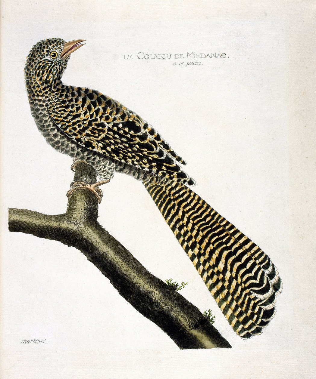 مخطط علم الحيوان (علم الطيور): الوقواق في مينداناو (كوكو كوول أو Eudynamys scolopacea) على فرع. رسم إيضاحي في "تاريخ الطيور ، مرسوم في مظاهرها وجوانبها الحساسة" بقلم فرانسوا نيكولا مارتينيت (1731-1800). جمع خاص بواسطة فرانسوا نيكولا مارتينيه
