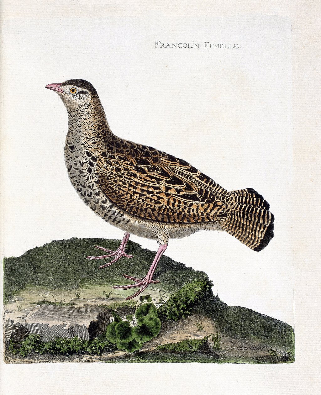 مخطط علم الحيوان (علم الطيور): الفرانكولين الأنثوي (francolin noir أو francolinus francolinus). رسم إيضاحي في "تاريخ الطيور ، مرسوم في مظاهرها وجوانبها الحساسة" بقلم فرانسوا نيكولا مارتينيت (1731-1800). مجموعة خاصة. بواسطة فرانسوا نيكولا مارتينيه