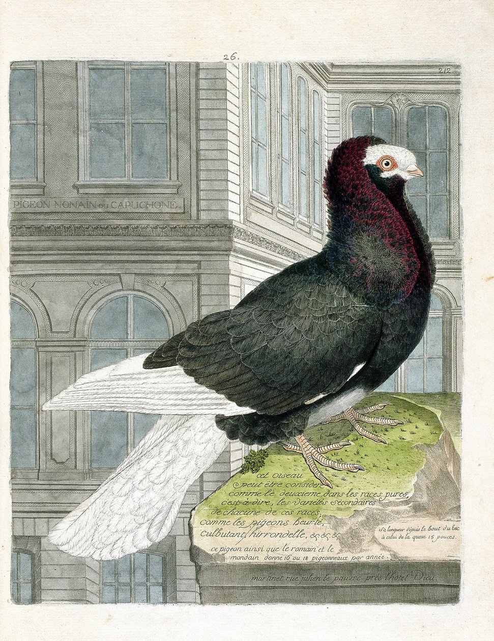 مخطط علم الحيوان (علم الطيور): حمامة نونان أو كابوشون (الحمام القزم أو كولومبا ليفيا). رسم إيضاحي في "تاريخ الطيور ، مرسوم في مظاهرها وجوانبها الحساسة" بقلم فرانسوا نيكولا مارتينيت (1731-1800). مجموعة خاصة. بواسطة فرانسوا نيكولا مارتينيه