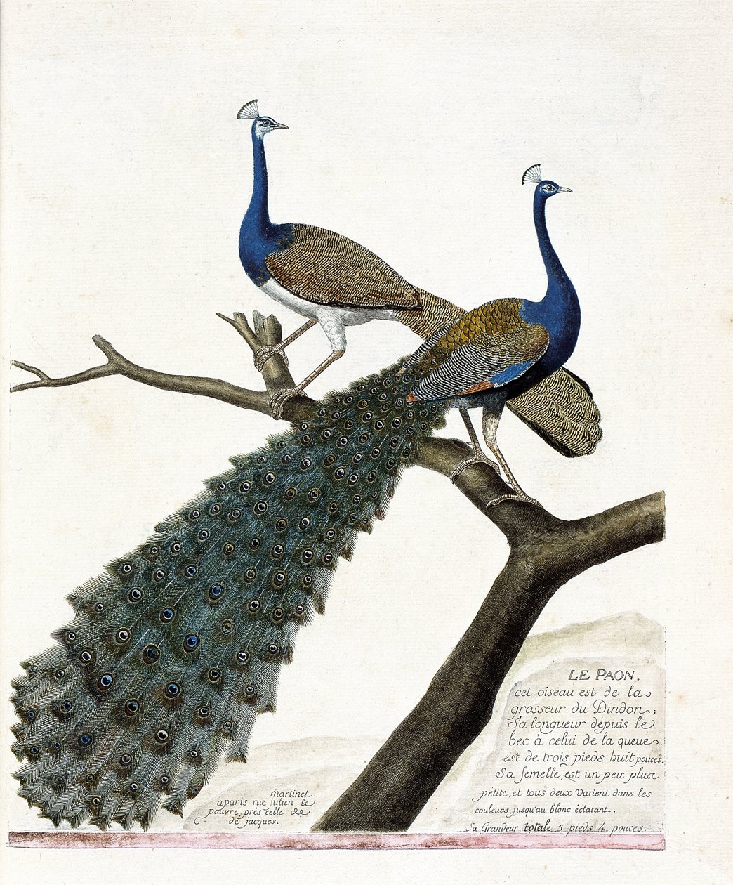 مخطط علم الحيوان (علم الطيور): الطاووس (الطاووس الأزرق أو بافو كريستاتوس). رسم إيضاحي في "تاريخ الطيور ، مرسوم في مظاهرها وجوانبها الحساسة" بقلم فرانسوا نيكولا مارتينيت (1731-1800). مجموعة خاصة. بواسطة فرانسوا نيكولا مارتينيه