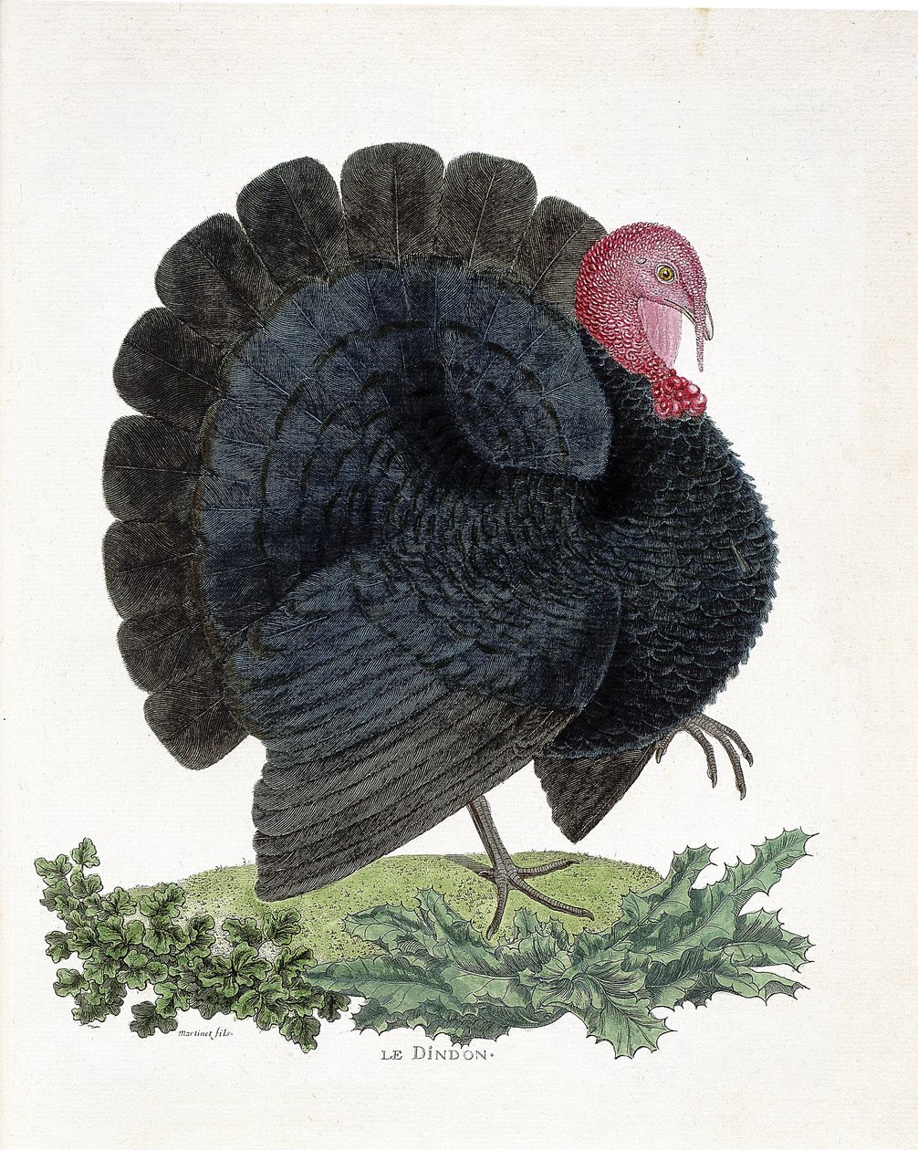 مخطط علم الحيوان (علم الطيور): تركيا (الديك الرومي المحلي أو Melaeagris gallopavo). رسم إيضاحي في "تاريخ الطيور ، مرسومة في مظاهرها وجوانبها الحساسة" بقلم فرانسوا نيكولا مارتينيت (1731-1800) (نقش) بواسطة فرانسوا نيكولا مارتينيه