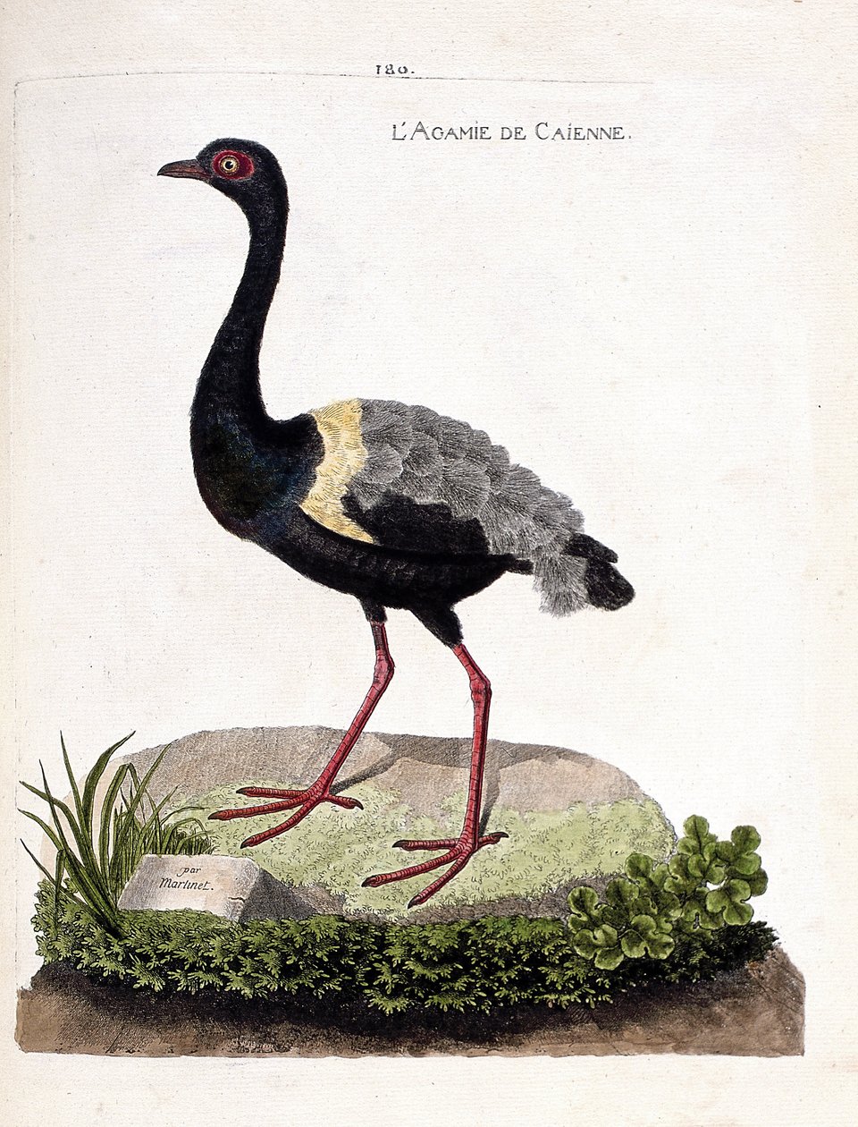 مخطط علم الحيوان (علم الطيور): caienne agami (البوق agami أو psophia crepitans). رسم إيضاحي في "تاريخ الطيور ، مرسوم في مظاهرها وجوانبها الحساسة" بقلم فرانسوا نيكولا مارتينيت (1731-1800). مجموعة خاصة. بواسطة فرانسوا نيكولا مارتينيه