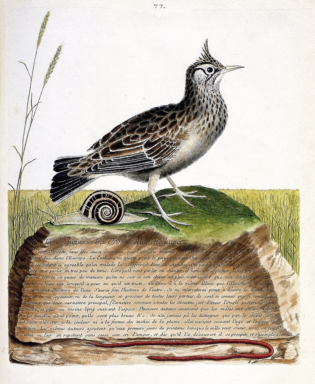 مخطط علم الحيوان (علم الطيور): cochevis (cochevis huppe أو Galerida cristata). رسم إيضاحي في "تاريخ الطيور ، مرسوم في مظاهرها وجوانبها الحساسة" بقلم فرانسوا نيكولا مارتينيت (1731-1800). مجموعة خاصة. بواسطة فرانسوا نيكولا مارتينيه