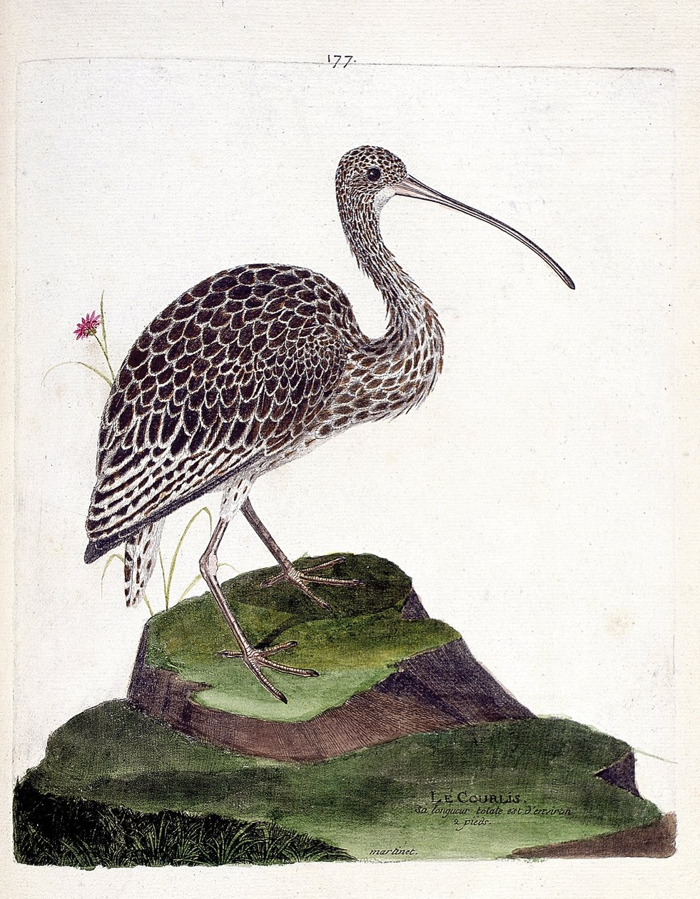مخطط علم الحيوان (علم الطيور): curlew (curlew ash أو numenius arquata). رسم إيضاحي في "تاريخ الطيور ، مرسوم في مظاهرها وجوانبها الحساسة" بقلم فرانسوا نيكولا مارتينيت (1731-1800). مجموعة خاصة. بواسطة فرانسوا نيكولا مارتينيه