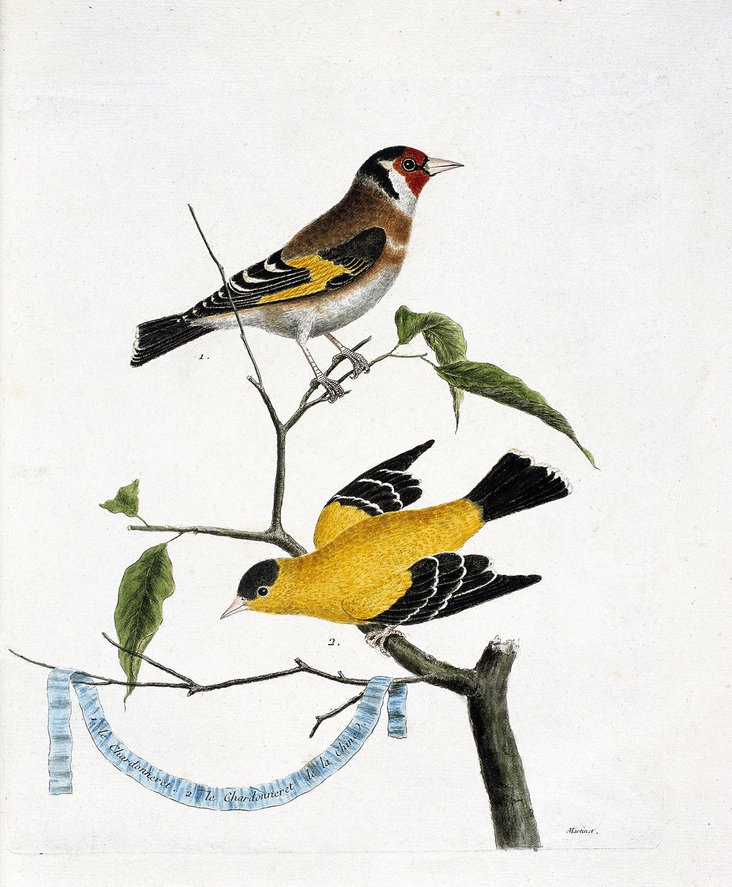 مخطط علم الحيوان (علم الطيور): من الأعلى إلى الأسفل: Chardonneret (chardonneret Elegant or carduelis carduelis) و chardonneret of China (Tarin sad أو carduelis tristis) على فرع. رسم إيضاحي في "تاريخ الطيور ، مرسوم على مظهرهم بواسطة فرانسوا نيكولا مارتينيه