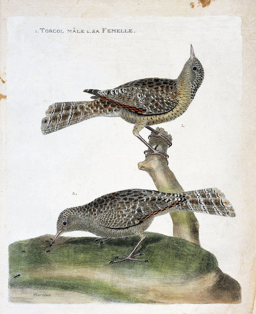 مخطط علم الحيوان (علم الطيور): من أعلى إلى أسفل: ذكر torcol وأنثى (Torcol Fourmilier أو Jynx torquilla). رسم إيضاحي في "تاريخ الطيور ، مرسوم في مظاهرها وجوانبها الحساسة" بقلم فرانسوا نيكولا مارتينيت (1731-1800). بواسطة فرانسوا نيكولا مارتينيه