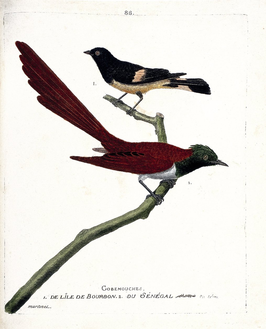 مخطط علم الحيوان (علم الطيور): gob-fly (gobemouche) من جزيرة بوربون (Shama de Madagascar أو copsychus albospecularis) و gobe fly من السنغال (tchitrec de paradis أو terpsiphone paradisii). رسم إيضاحي في "تاريخ الطيور ، ملون أنا بواسطة فرانسوا نيكولا مارتينيه