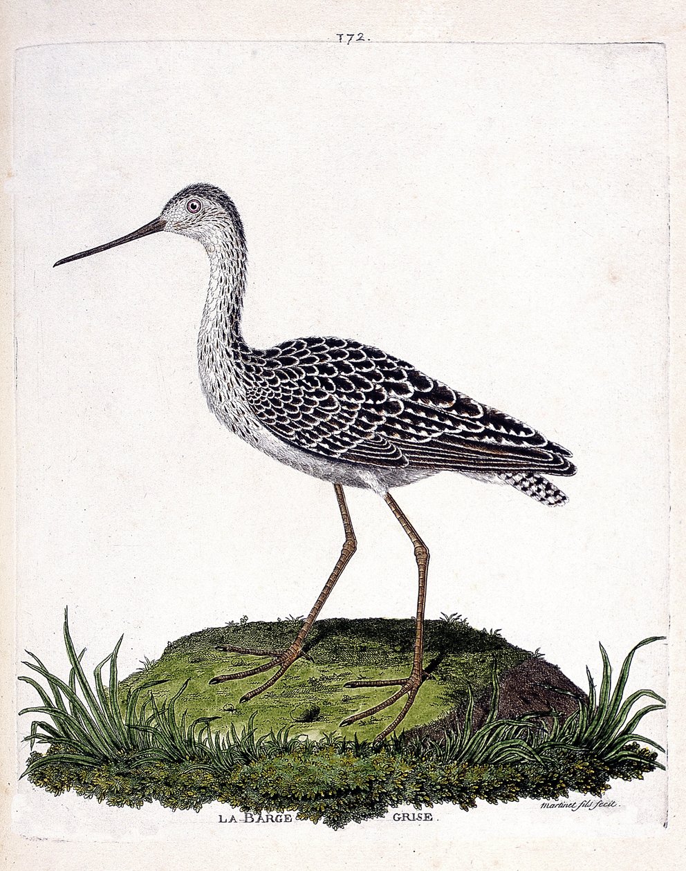 مخطط علم الحيوان (علم الطيور): بارج رمادي (بارج أحمر أو ليموزا لابونيكا). رسم إيضاحي في "تاريخ الطيور ، مرسوم في مظاهرها وجوانبها الحساسة" بقلم فرانسوا نيكولا مارتينيت (1731-1800). مجموعة خاصة. بواسطة فرانسوا نيكولا مارتينيه