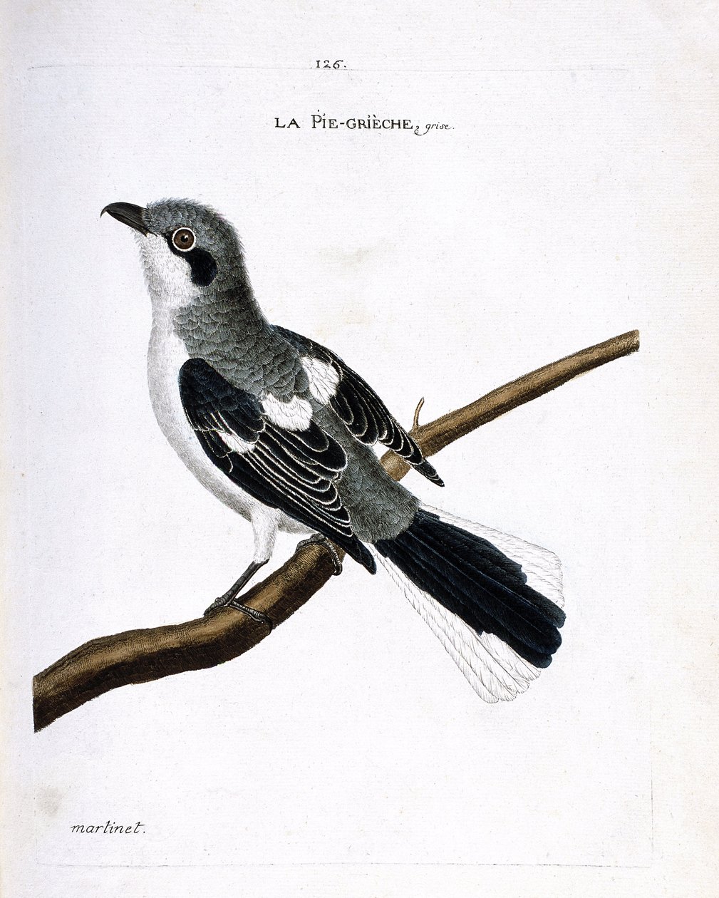 مخطط علم الحيوان (علم الطيور): الرمادي الرمادي (الصرد الرمادي أو lanius excubitor) على فرع. رسم إيضاحي في "تاريخ الطيور ، مرسوم في مظاهرها وجوانبها الحساسة" بقلم فرانسوا نيكولا مارتينيت (1731-1800). مجموعة خاصة. بواسطة فرانسوا نيكولا مارتينيه