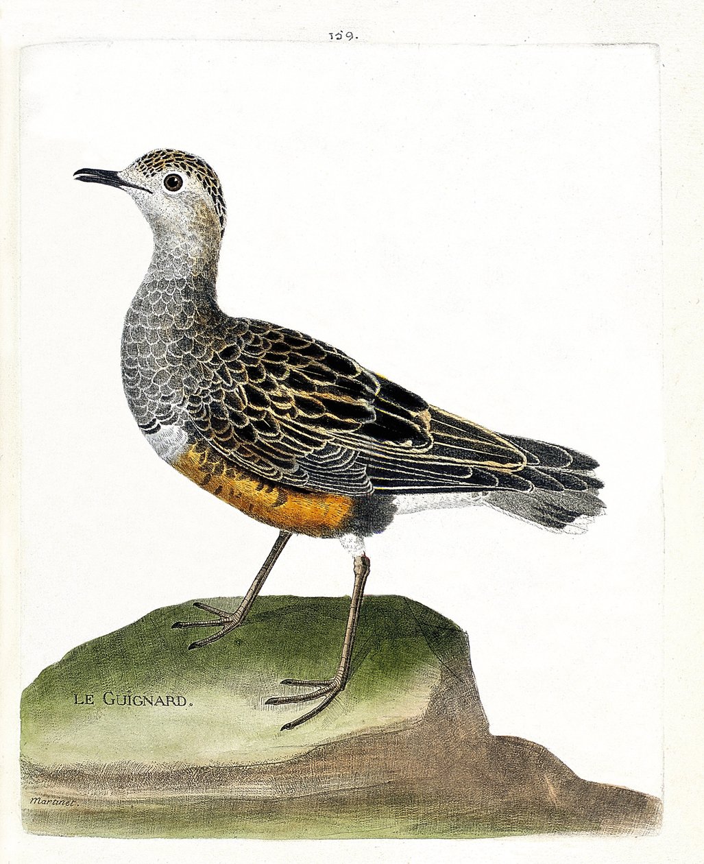 مخطط علم الحيوان (علم الطيور): guignard (guignard plover أو eudromias morinellus). رسم إيضاحي في "تاريخ الطيور ، مرسوم في مظاهرها وجوانبها الحساسة" بقلم فرانسوا نيكولا مارتينيت (1731-1800). مجموعة خاصة. بواسطة فرانسوا نيكولا مارتينيه