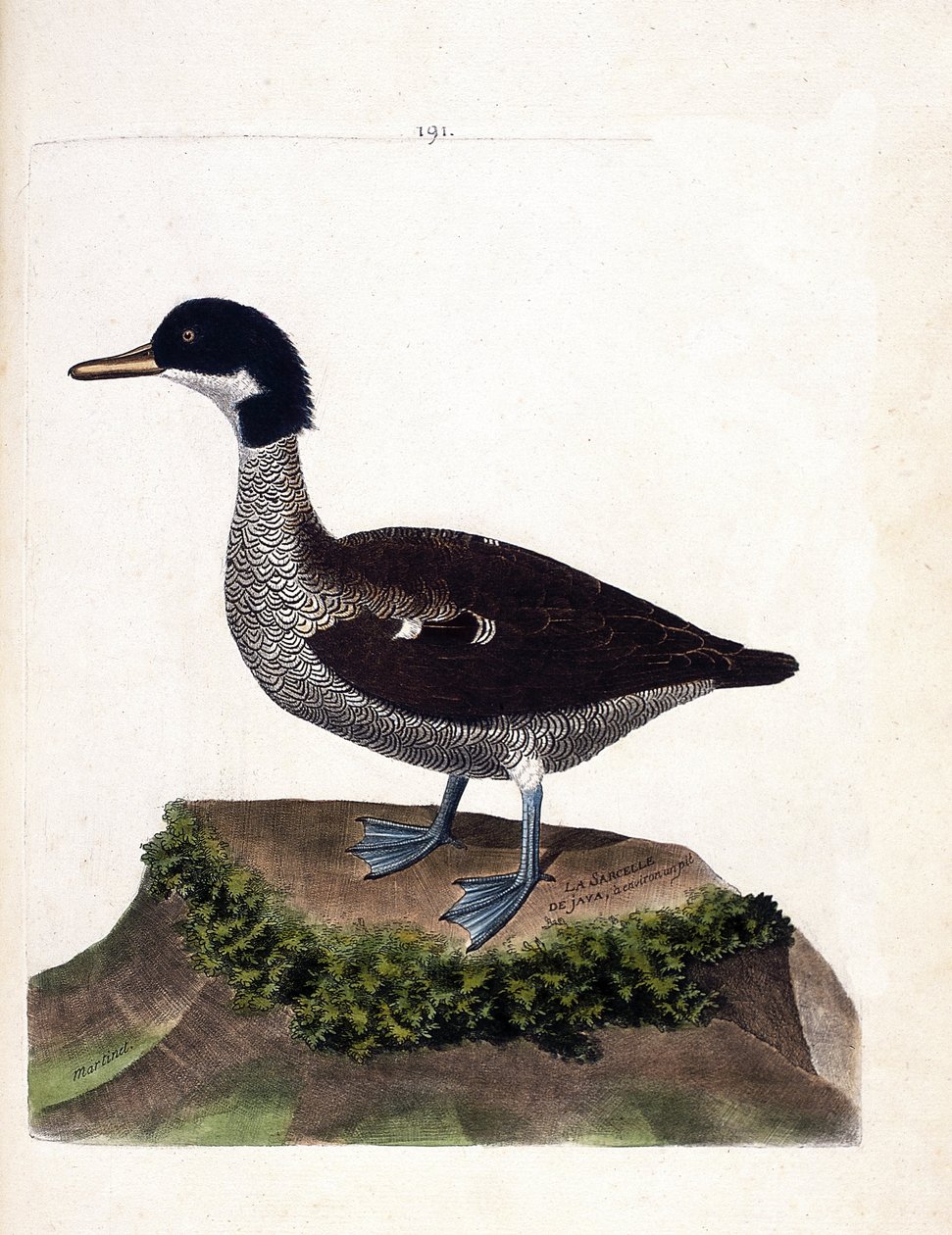 مخطط علم الحيوان (علم الطيور): java teal (البط البري الرمادي أو anas gibberifrons). رسم إيضاحي في "تاريخ الطيور ، مرسوم في مظاهرها وجوانبها الحساسة" بقلم فرانسوا نيكولا مارتينيت (1731-1800). مجموعة خاصة. بواسطة فرانسوا نيكولا مارتينيه