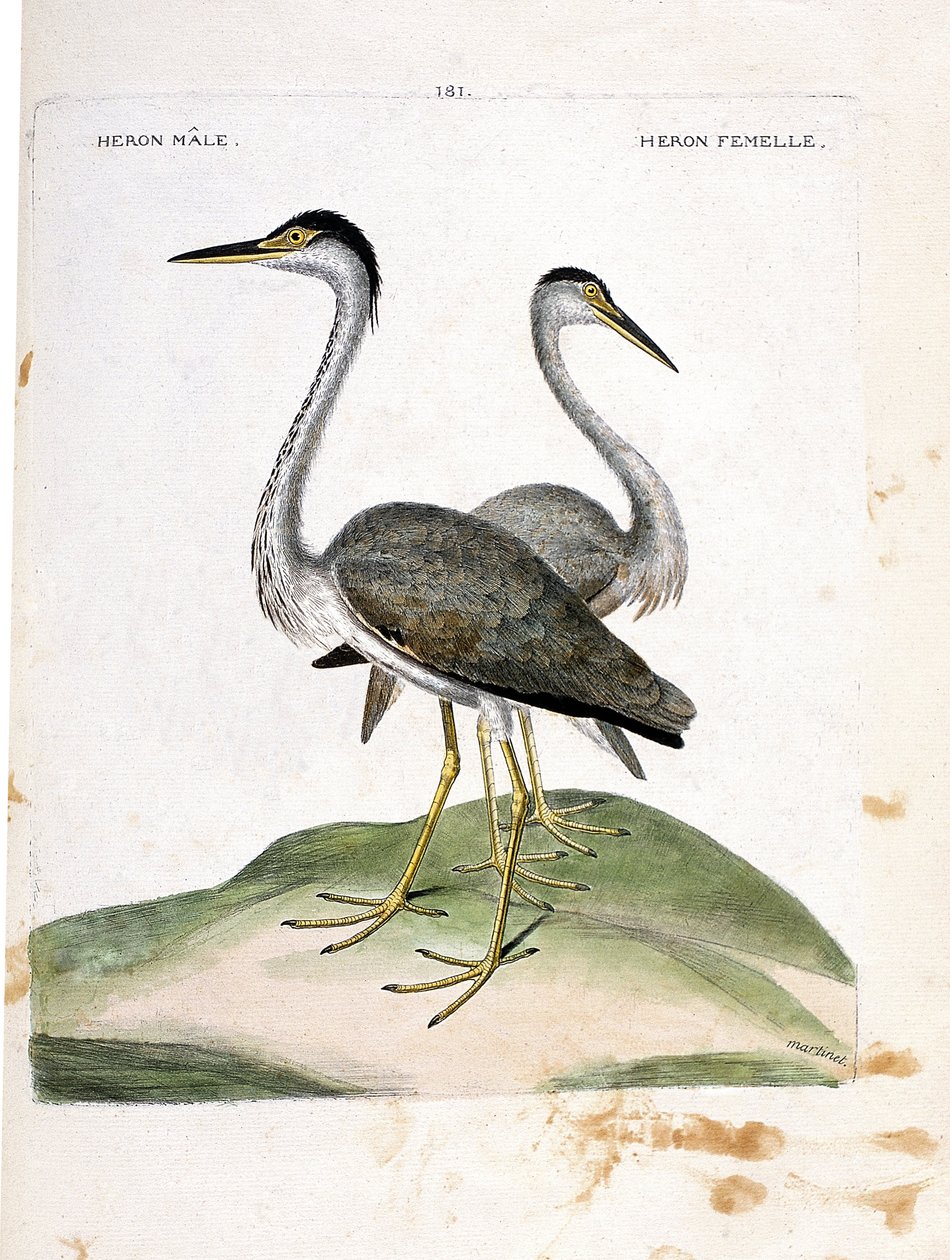 مخطط علم الحيوان (علم الطيور): مالك الحزين ذكر وأنثى (مالك الحزين الرماد أو ardea cinerea). رسم إيضاحي في "تاريخ الطيور ، مرسوم في مظاهرها وجوانبها الحساسة" بقلم فرانسوا نيكولا مارتينيت (1731-1800). مجموعة خاصة. بواسطة فرانسوا نيكولا مارتينيه