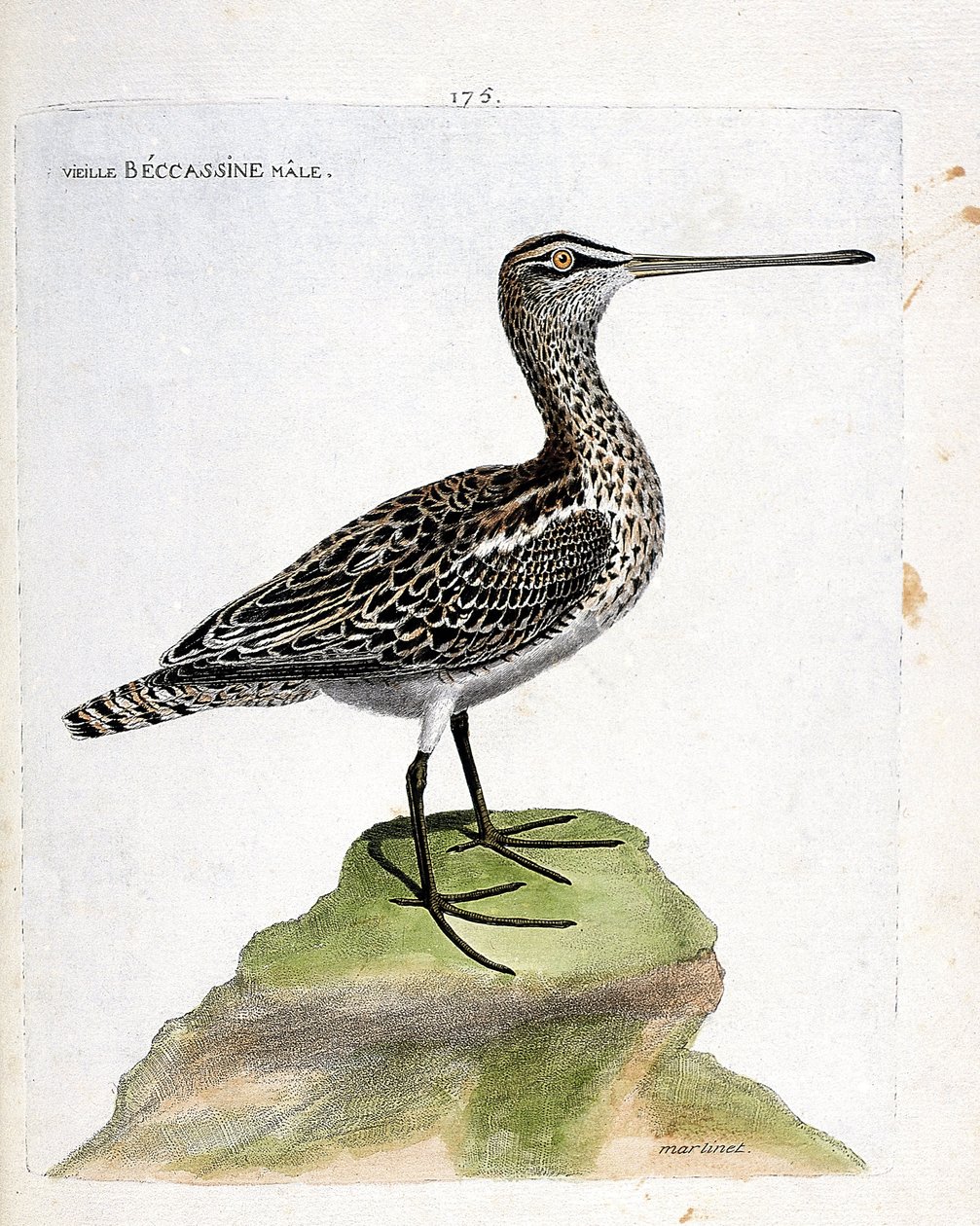مخطط علم الحيوان (علم الطيور): ذكر قديم من البيكاسين (مستنقع أو غاليناغو غاليناغو). رسم إيضاحي في "تاريخ الطيور ، مرسوم في مظاهرها وجوانبها الحساسة" بقلم فرانسوا نيكولا مارتينيت (1731-1800). مجموعة خاصة. بواسطة فرانسوا نيكولا مارتينيه
