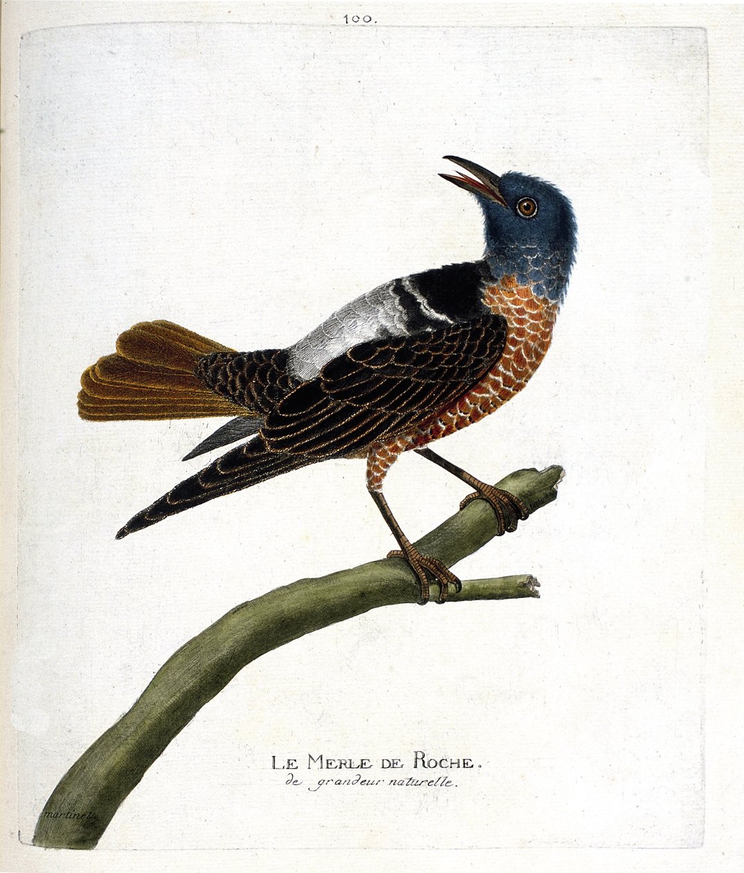 مخطط علم الحيوان (علم الطيور): شحرور صخري (طائر شحرور صخري أو monticola saxatilis). رسم إيضاحي في "تاريخ الطيور ، مرسوم في مظاهرها وجوانبها الحساسة" بقلم فرانسوا نيكولا مارتينيت (1731-1800). مجموعة خاصة. بواسطة فرانسوا نيكولا مارتينيه