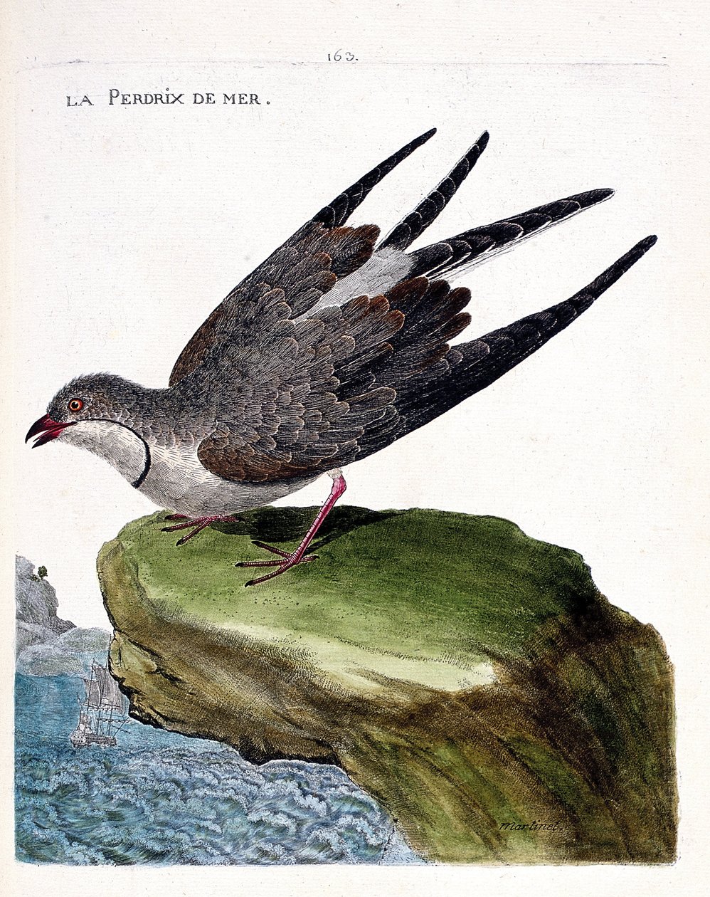 مخطط علم الحيوان (علم الطيور): حجل البحر (قلادة وهج أو glareola pratincola). رسم إيضاحي في "تاريخ الطيور ، مرسوم في مظاهرها وجوانبها الحساسة" بقلم فرانسوا نيكولا مارتينيت (1731-1800). مجموعة خاصة. بواسطة فرانسوا نيكولا مارتينيه