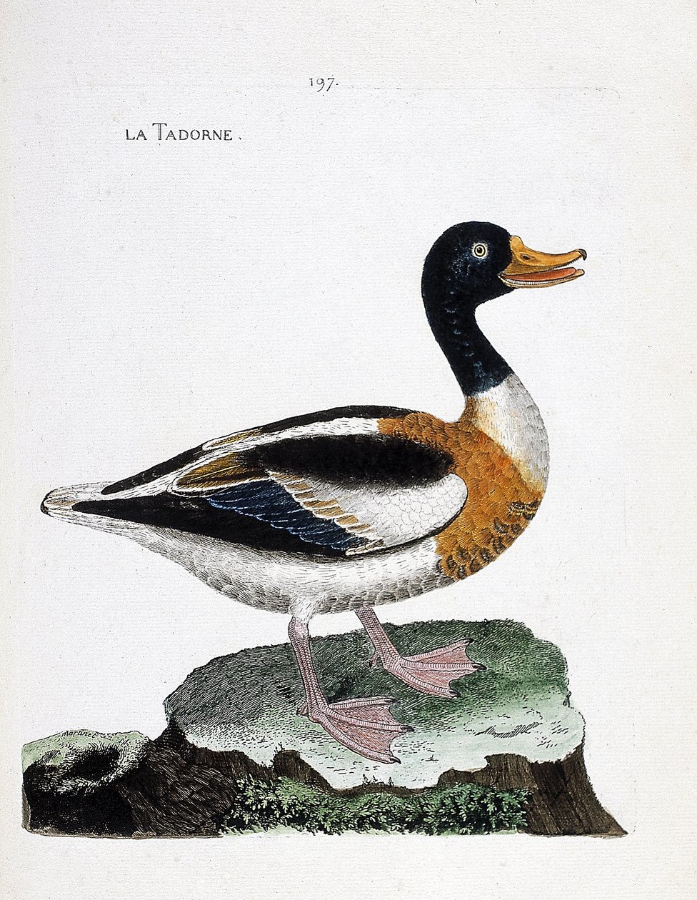 مخطط علم الحيوان (علم الطيور): tadorne (tadorne de belon or tadorna tadorna). رسم إيضاحي في "تاريخ الطيور ، مرسوم في مظاهرها وجوانبها الحساسة" بقلم فرانسوا نيكولا مارتينيت (1731-1800). مجموعة خاصة. بواسطة فرانسوا نيكولا مارتينيه