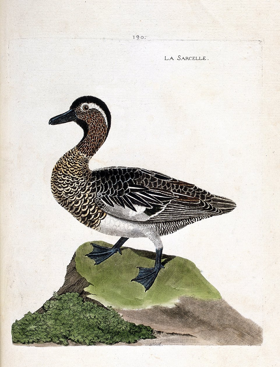 مخطط علم الحيوان (علم الطيور): البط البري (البط البري الصيفي أو anas querquedula). رسم إيضاحي في "تاريخ الطيور ، مرسوم في مظاهرها وجوانبها الحساسة" بقلم فرانسوا نيكولا مارتينيت (1731-1800). مجموعة خاصة. بواسطة فرانسوا نيكولا مارتينيه