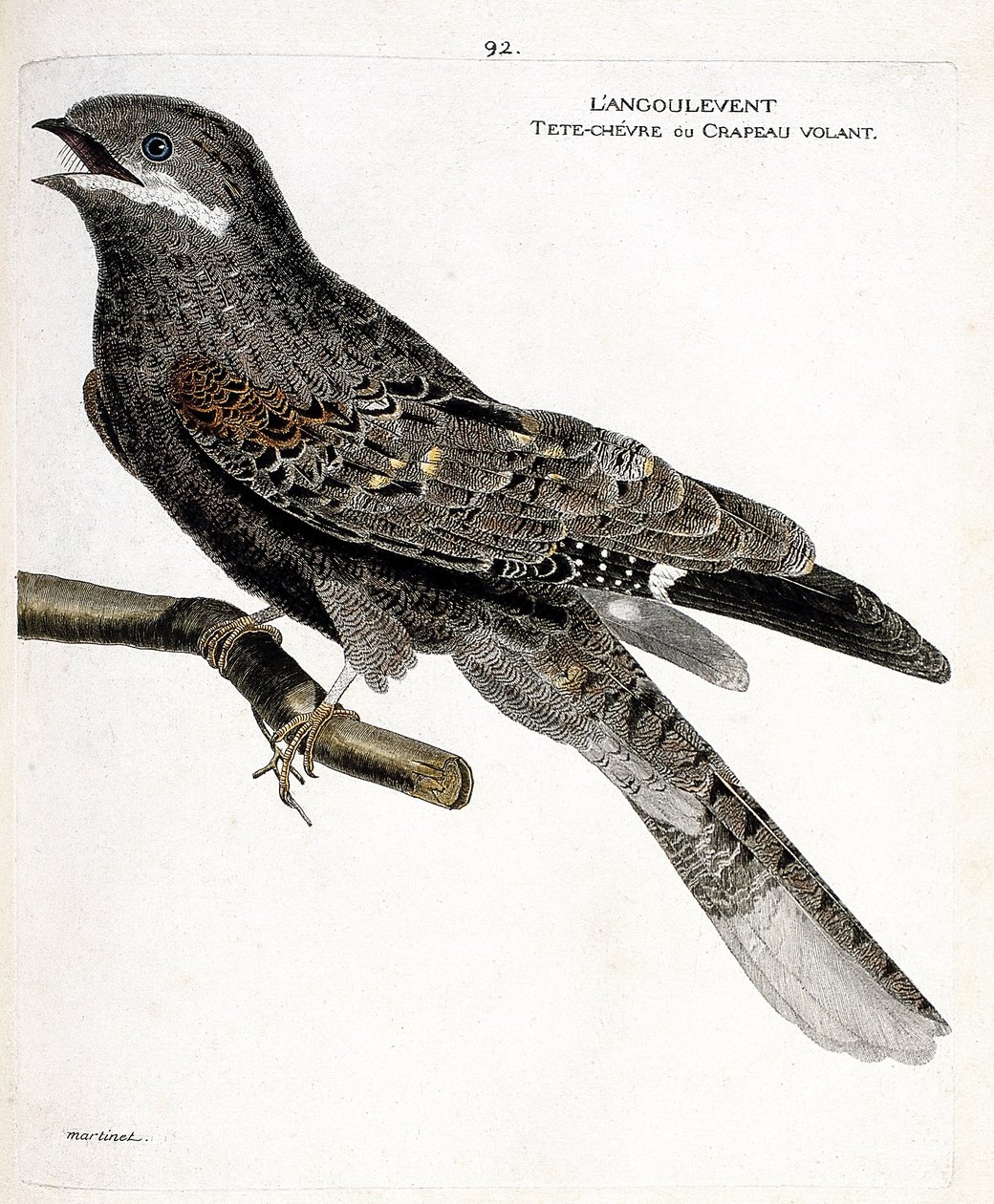 مخطط علم الحيوان (علم الطيور): Angulvent (الصقر الأوروبي الليلي أو caprimulgus europaeus) على فرع. رسم إيضاحي في "تاريخ الطيور ، مرسوم في مظاهرها وجوانبها الحساسة" بقلم فرانسوا نيكولا مارتينيت (1731-1800). المقتنيات الخاصة بواسطة فرانسوا نيكولا مارتينيه