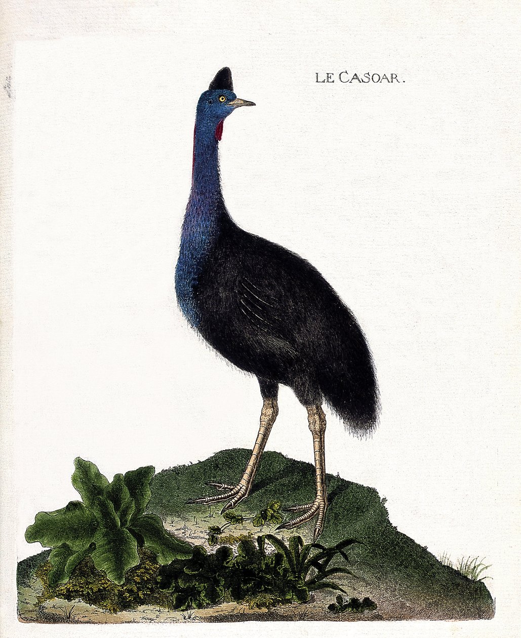 مخطط علم الحيوان (علم الطيور): الكازوار (خوذة أو كاسواروس كاسواروس). رسم إيضاحي في "تاريخ الطيور ، مرسوم في مظاهرها وجوانبها الحساسة" بقلم فرانسوا نيكولا مارتينيت (1731-1800). مجموعة خاصة. بواسطة فرانسوا نيكولا مارتينيه