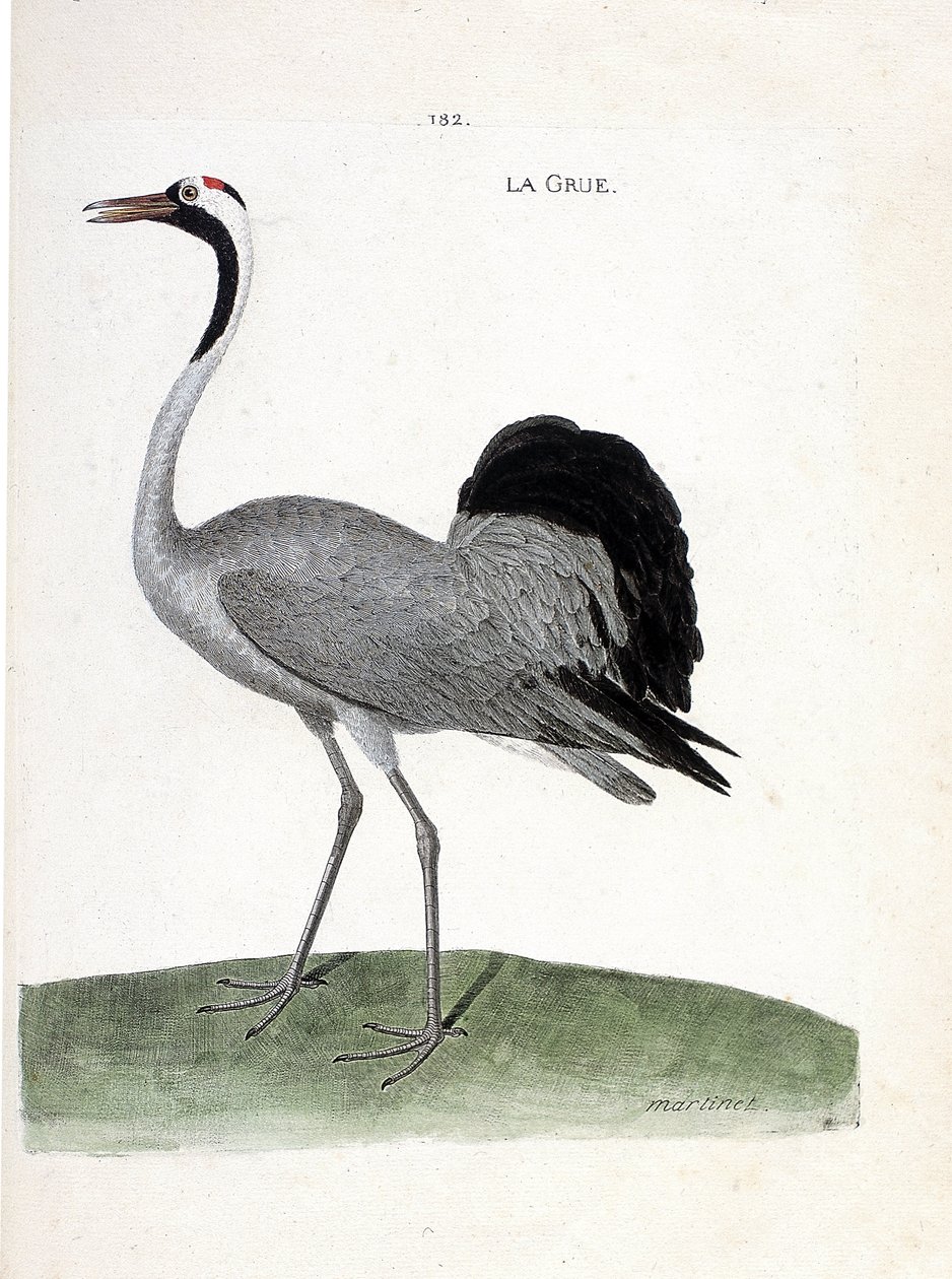 مخطط علم الحيوان (علم الطيور): الرافعة (رافعة الرماد أو grus grus) - رسم توضيحي في "تاريخ الطيور ، مرسومة بجوانبها الظاهرة والحساسة" بقلم فرانسوا نيكولا مارتينيت (1731-1800) - مجموعة خاصة بواسطة فرانسوا نيكولا مارتينيه